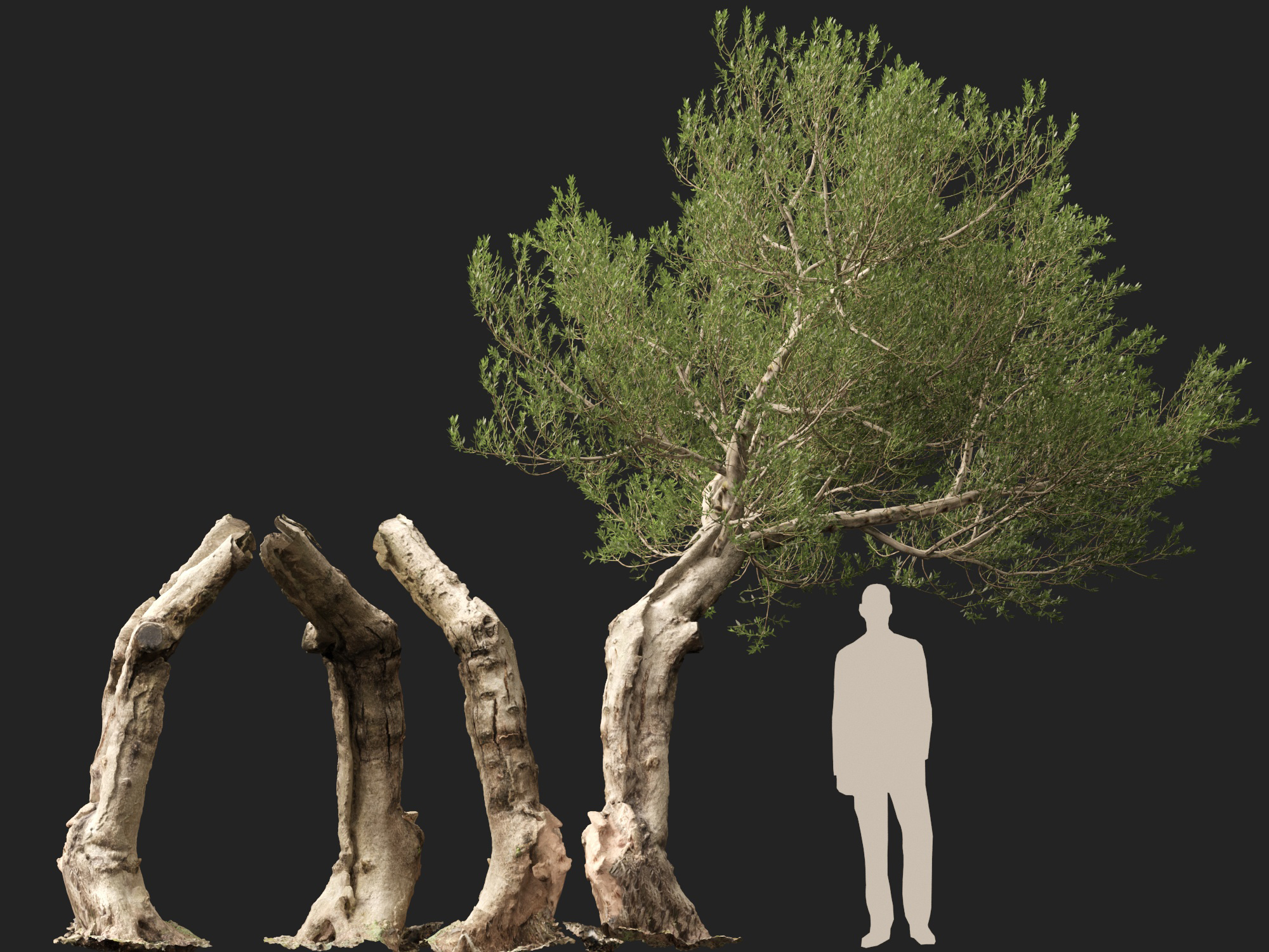 Scanned Olea Europaea Common Olive 17 HighPoly LowPoly 3D Model