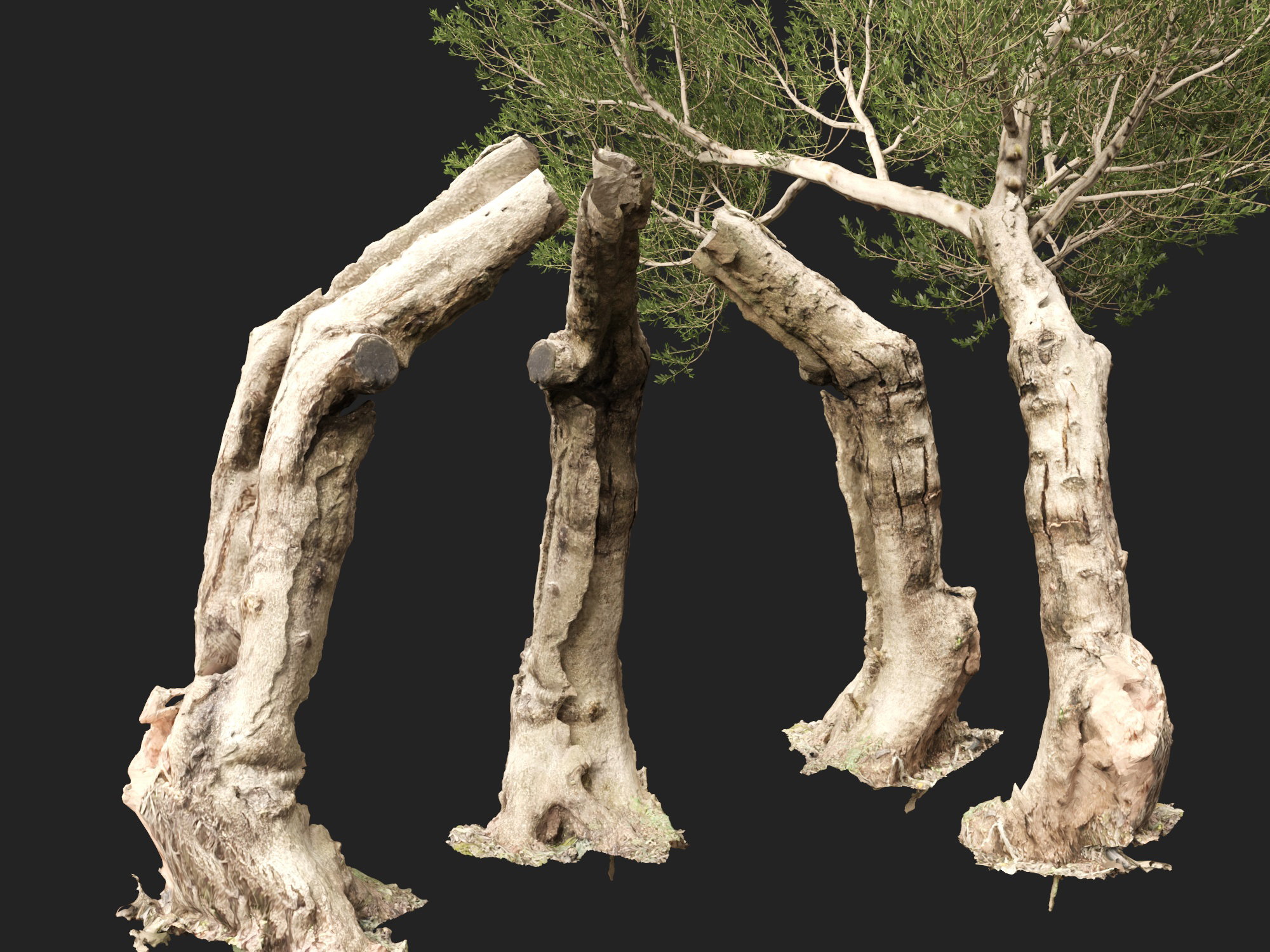 Scanned Olea Europaea Common Olive 17 HighPoly LowPoly 3D Model