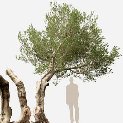 Scanned Olea Europaea Common Olive 17 HighPoly LowPoly