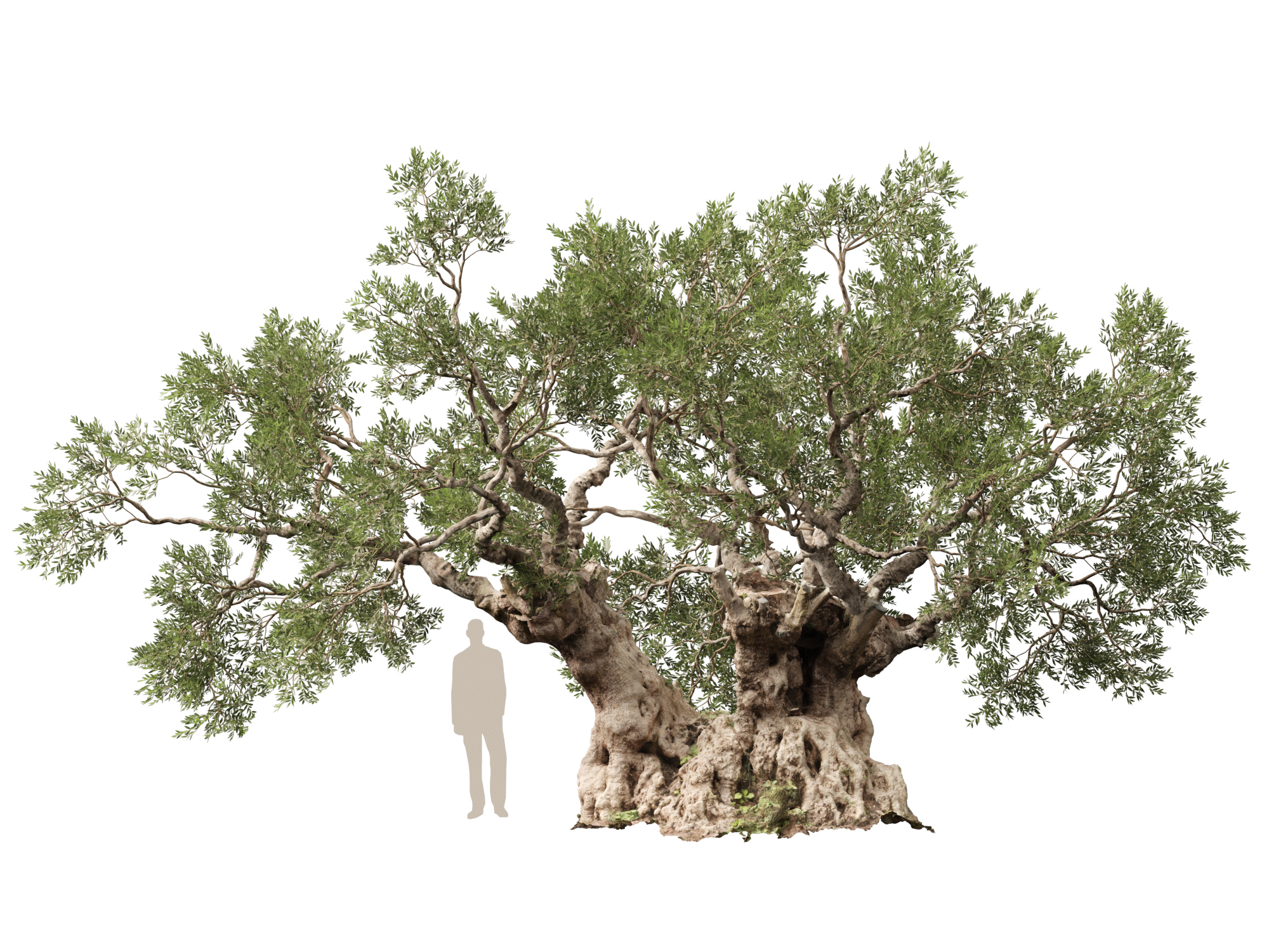 Scanned Olea Europaea Common Olive 18 Highpoly Lowpoly 3D Model