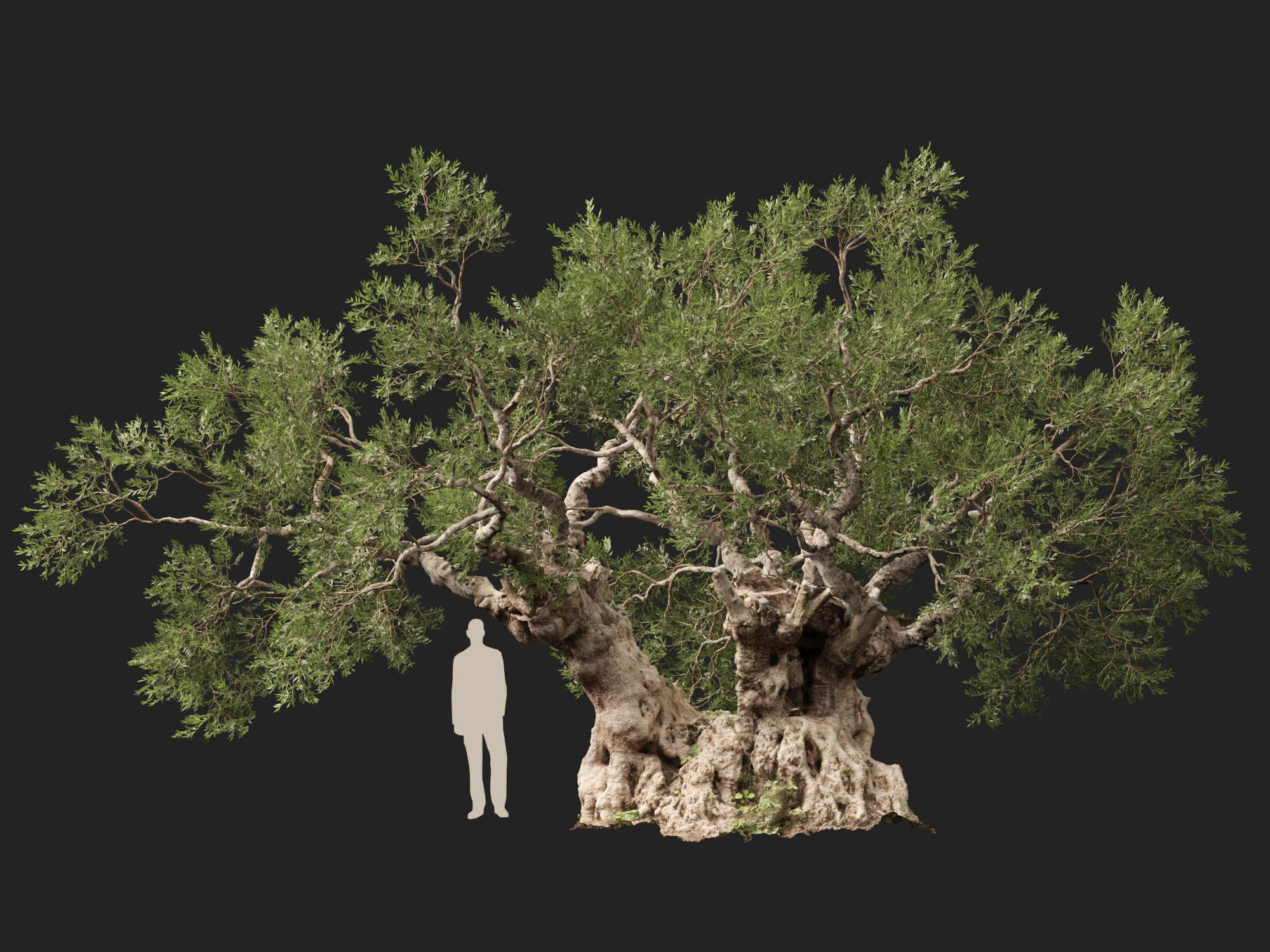 Scanned Olea Europaea Common Olive 18 Highpoly Lowpoly 3D Model