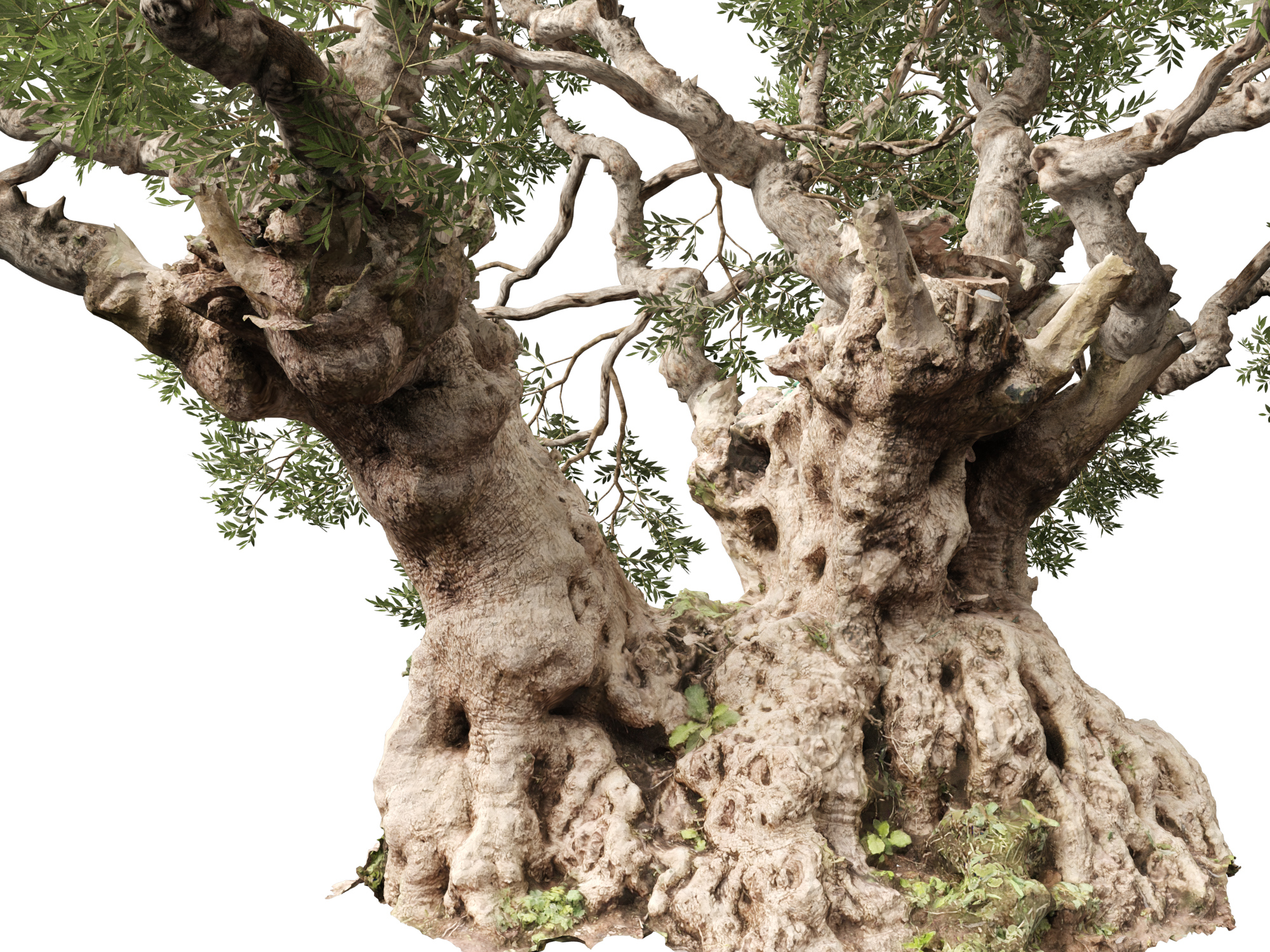 Scanned Olea Europaea Common Olive 18 Highpoly Lowpoly 3D Model