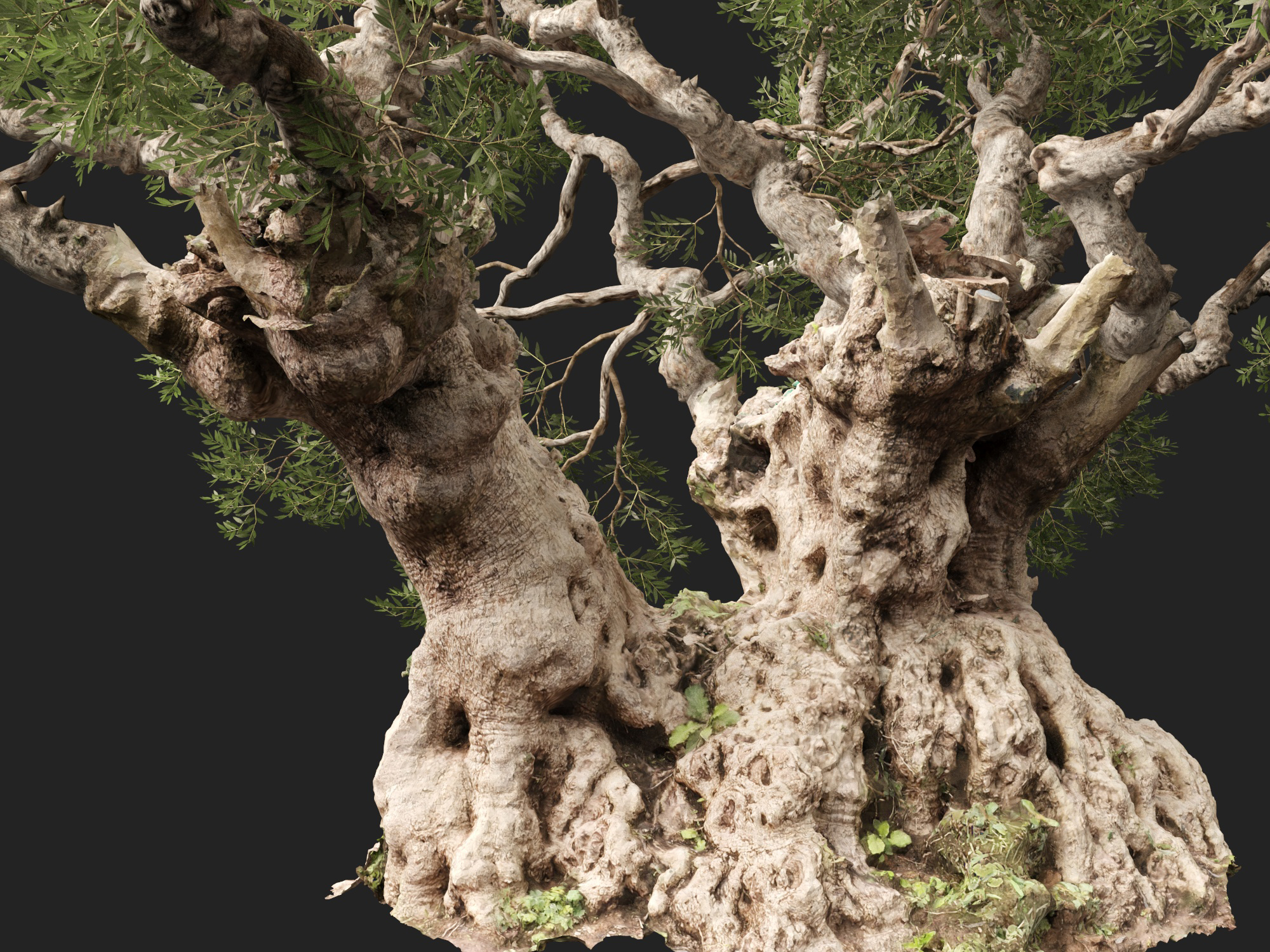 Scanned Olea Europaea Common Olive 18 Highpoly Lowpoly 3D Model