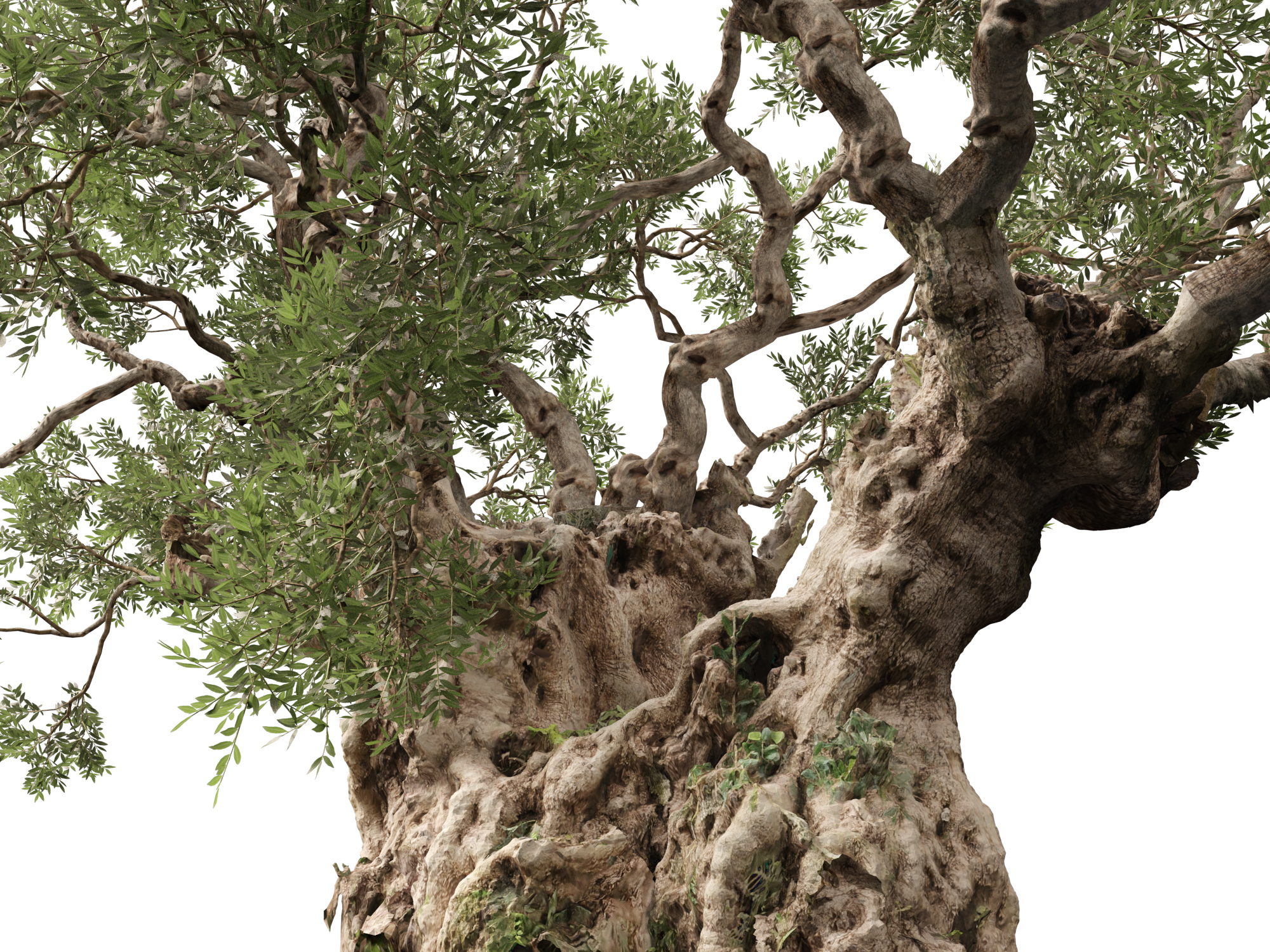 Scanned Olea Europaea Common Olive 18 Highpoly Lowpoly 3D Model