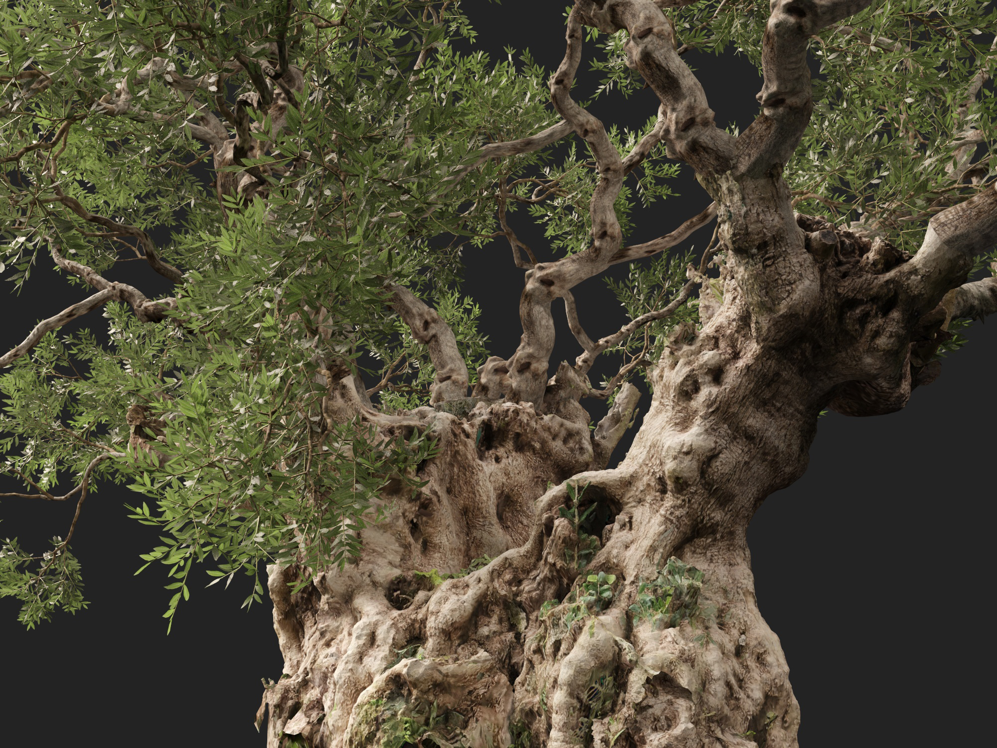 Scanned Olea Europaea Common Olive 18 Highpoly Lowpoly 3D Model