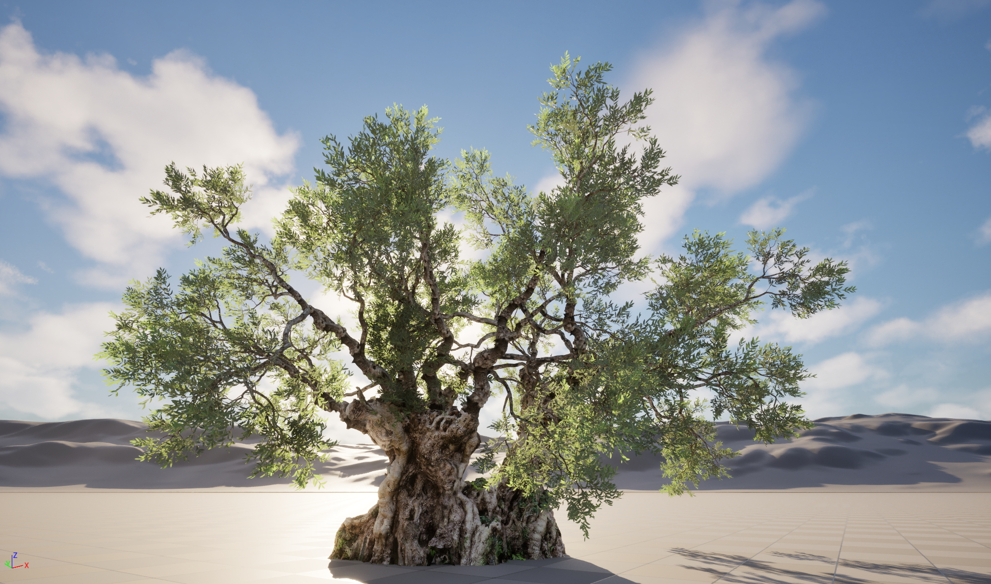 Scanned Olea Europaea Common Olive 18 Highpoly Lowpoly 3D Model