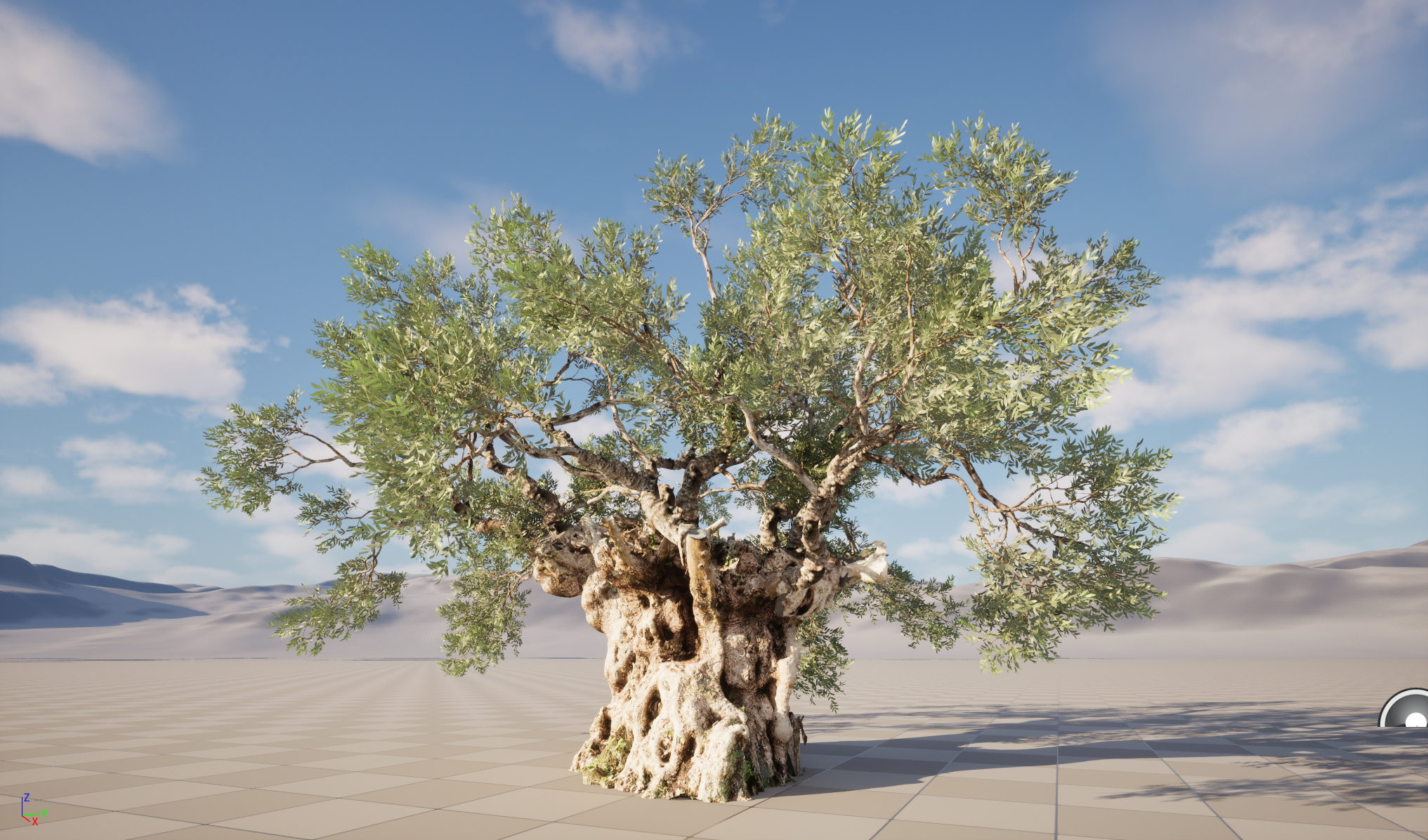 Scanned Olea Europaea Common Olive 18 Highpoly Lowpoly 3D Model