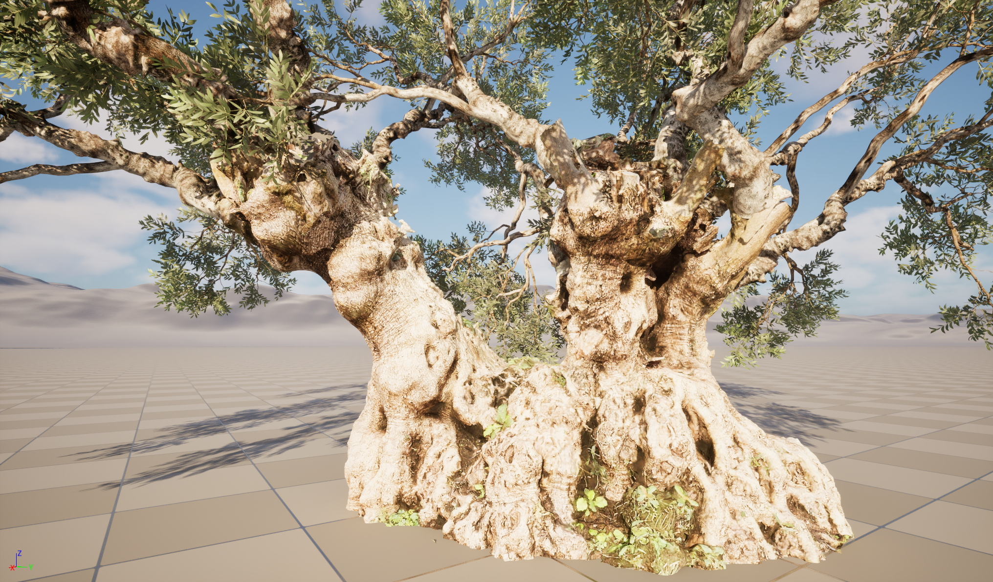 Scanned Olea Europaea Common Olive 18 Highpoly Lowpoly 3D Model
