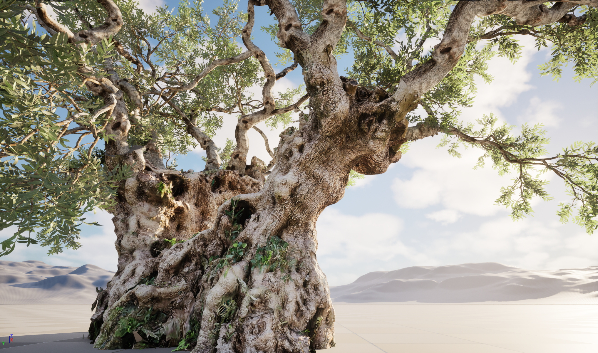 Scanned Olea Europaea Common Olive 18 Highpoly Lowpoly 3D Model