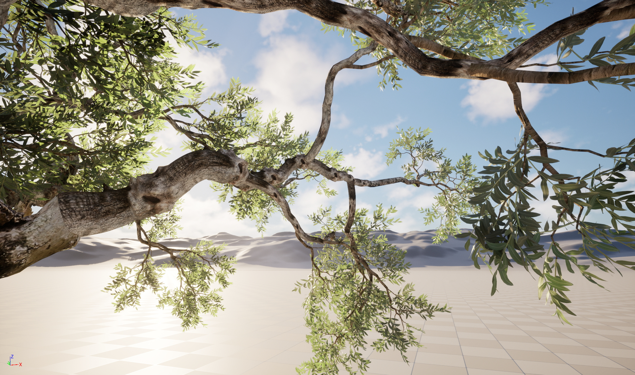 Scanned Olea Europaea Common Olive 18 Highpoly Lowpoly 3D Model