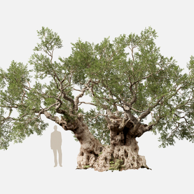 Scanned Olea Europaea Common Olive 18 Highpoly Lowpoly