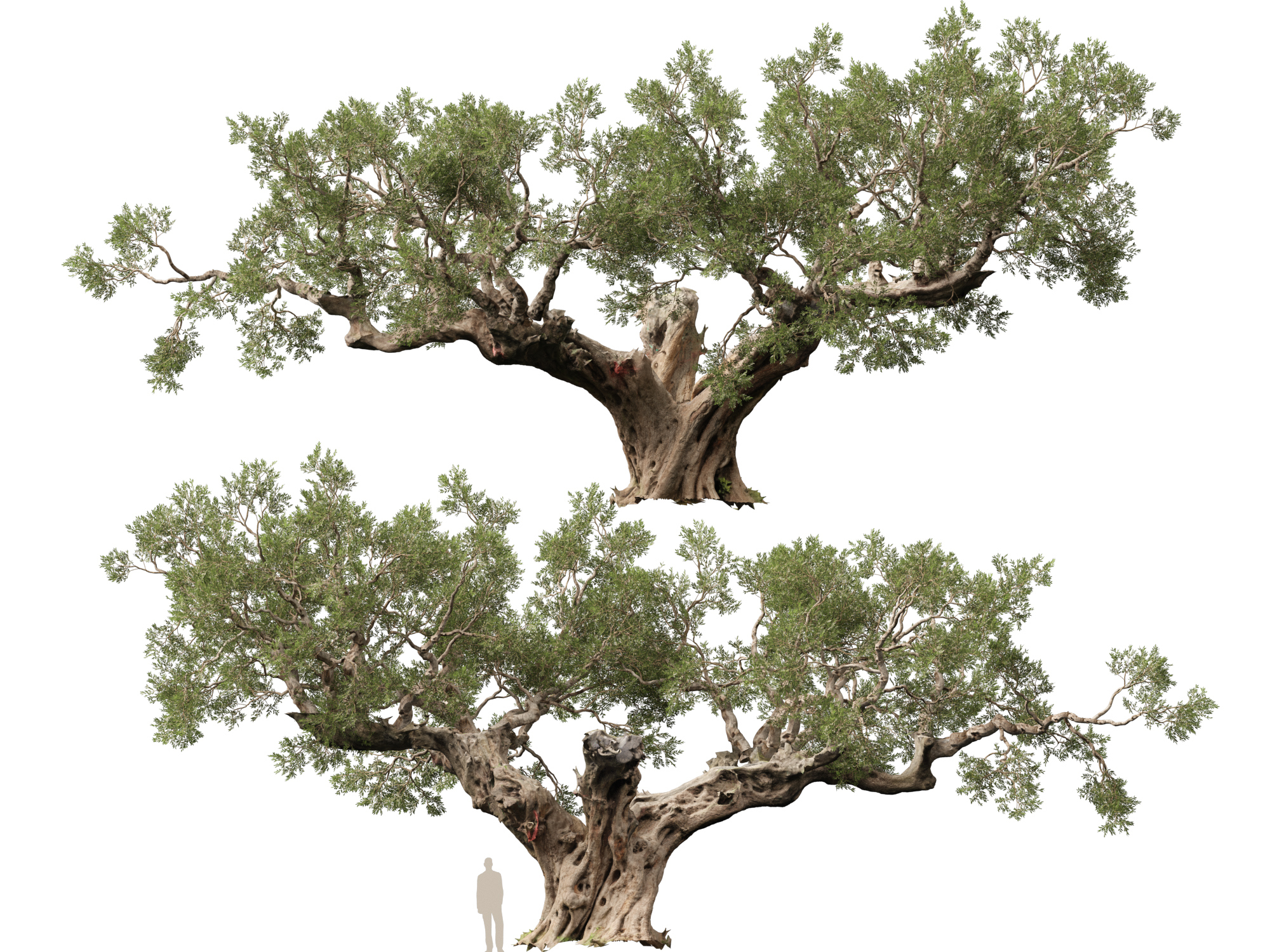 Scanned Olea Europaea Common Olive 19 Highpoly Lowpoly 3D Model