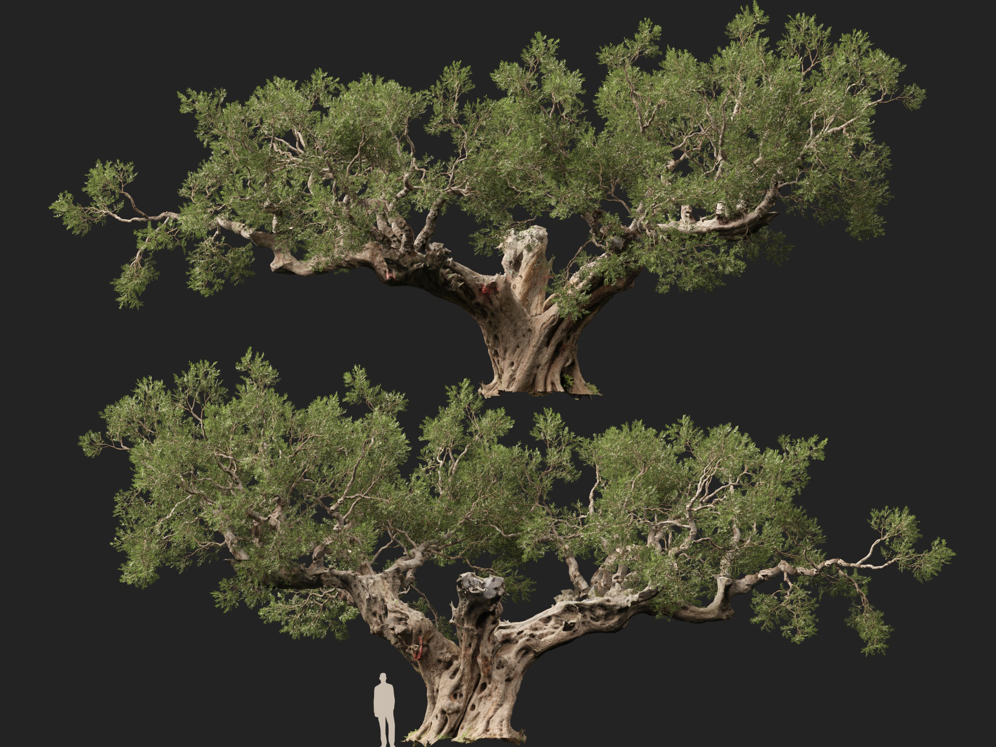 Scanned Olea Europaea Common Olive 19 Highpoly Lowpoly 3D Model