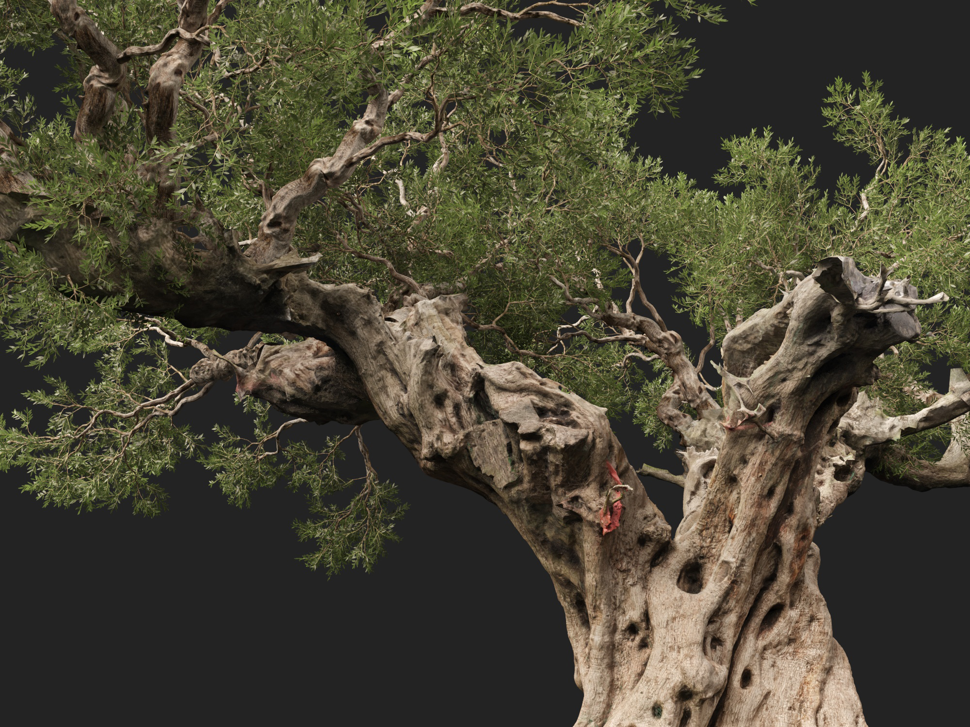 Scanned Olea Europaea Common Olive 19 Highpoly Lowpoly 3D Model