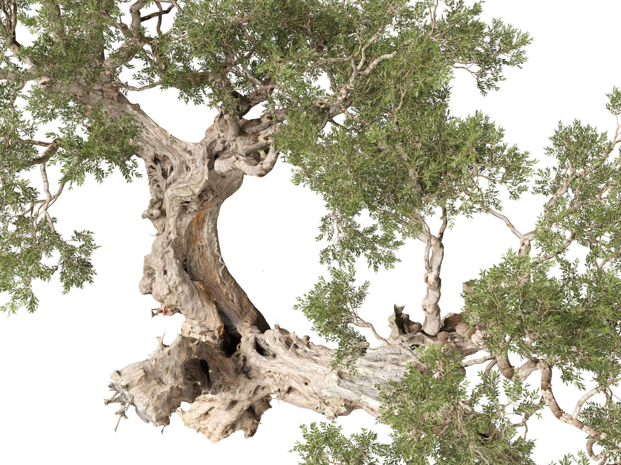 Scanned Olea Europaea Common Olive 19 Highpoly Lowpoly 3D Model