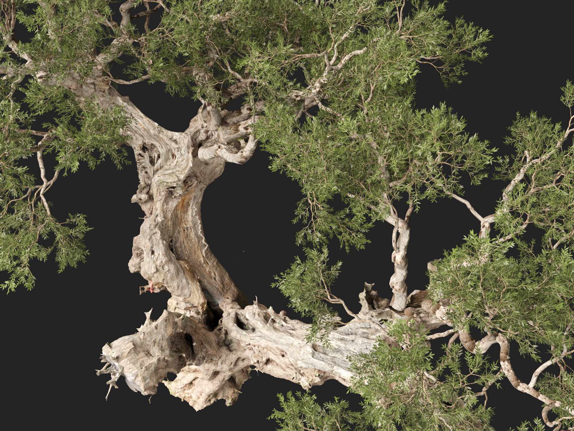 Scanned Olea Europaea Common Olive 19 Highpoly Lowpoly 3D Model