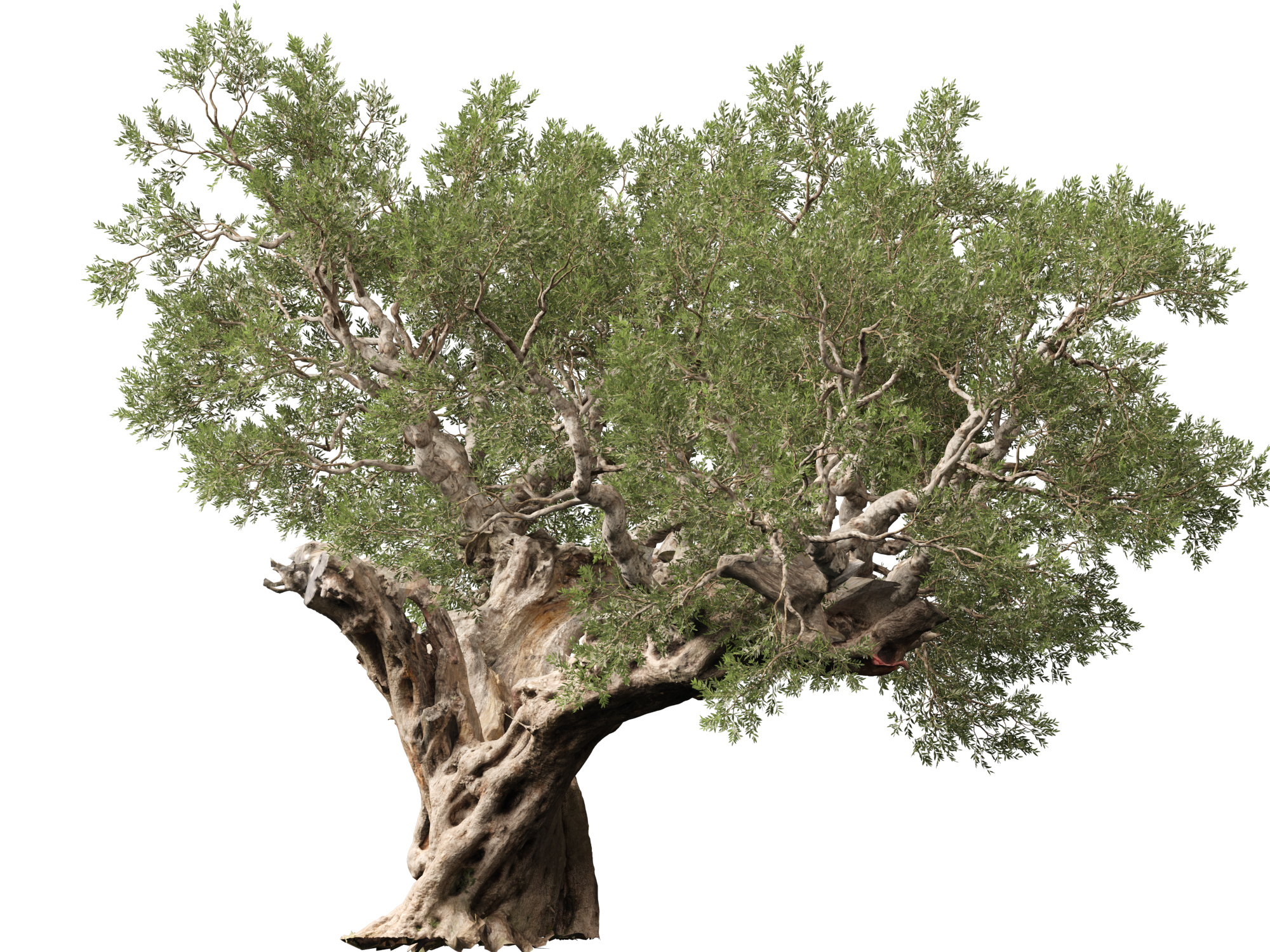 Scanned Olea Europaea Common Olive 19 Highpoly Lowpoly 3D Model