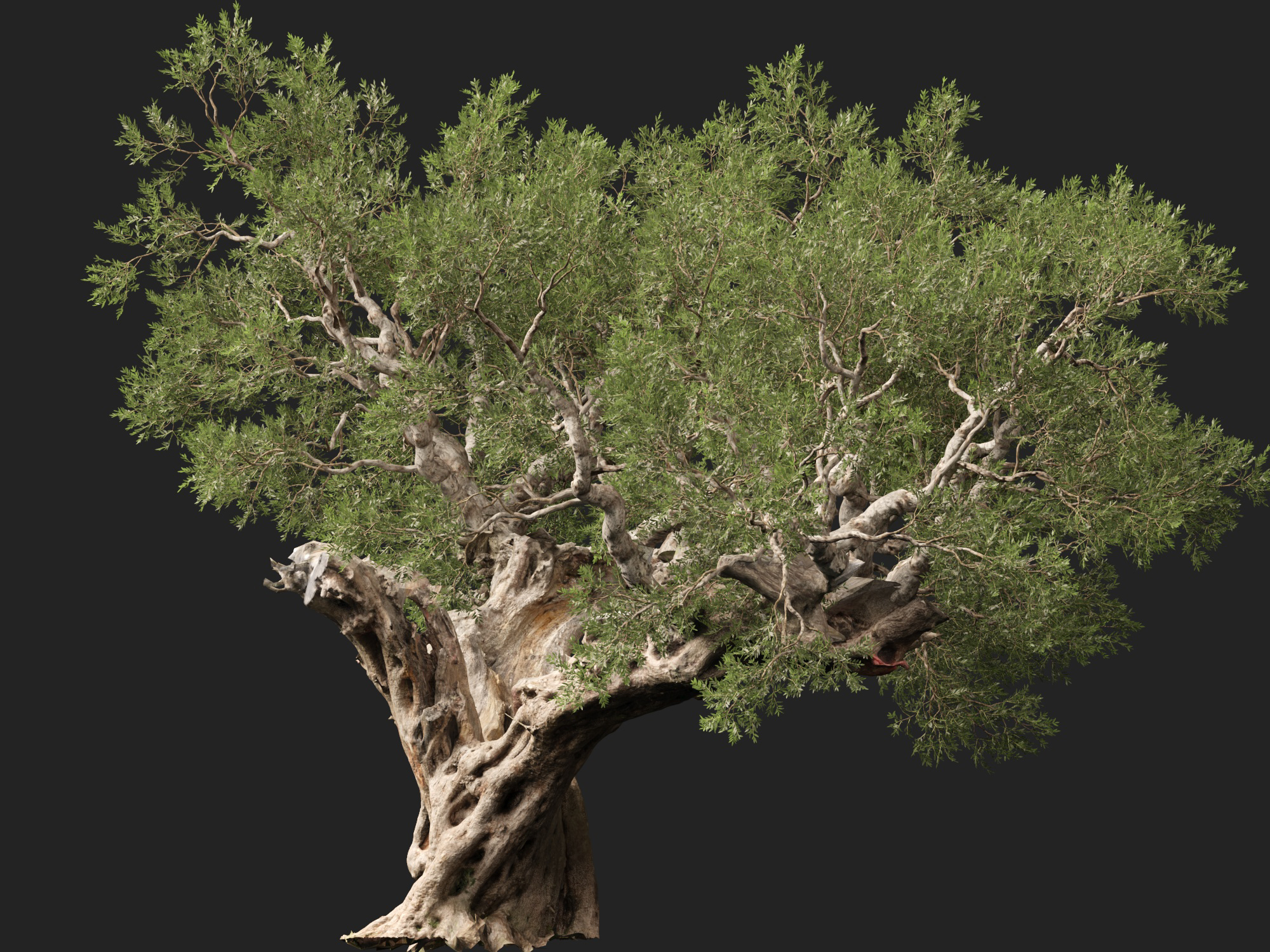Scanned Olea Europaea Common Olive 19 Highpoly Lowpoly 3D Model