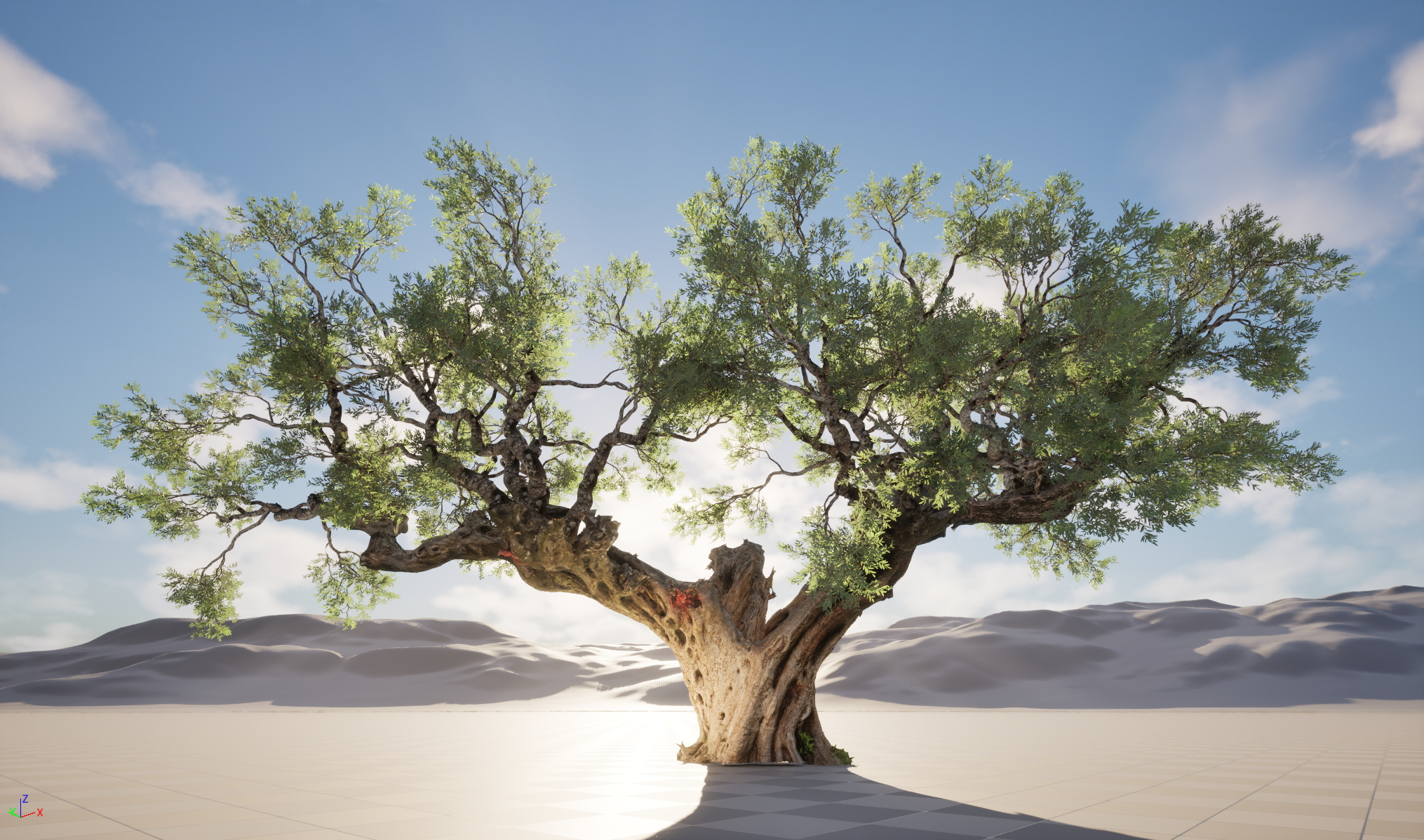 Scanned Olea Europaea Common Olive 19 Highpoly Lowpoly 3D Model