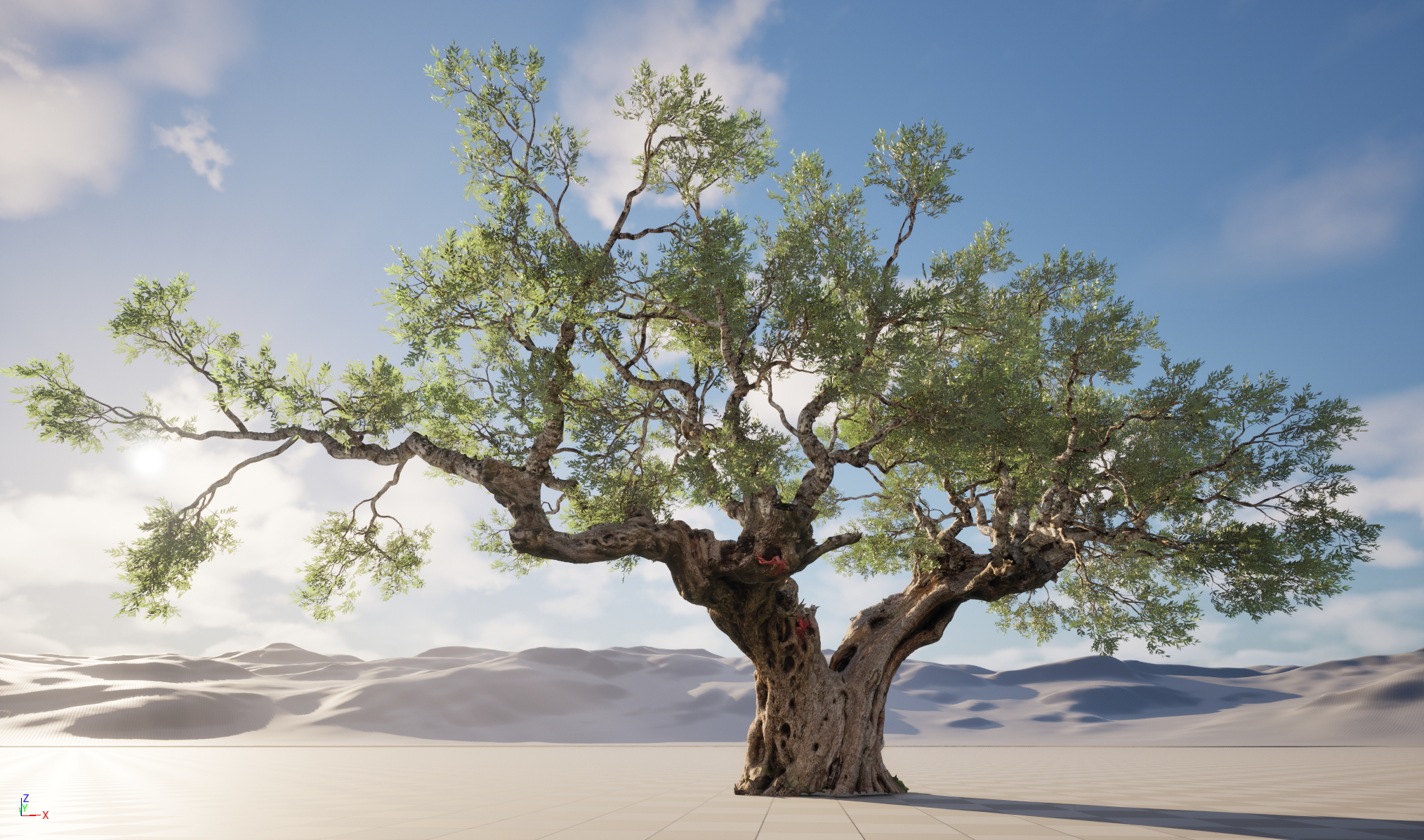 Scanned Olea Europaea Common Olive 19 Highpoly Lowpoly 3D Model
