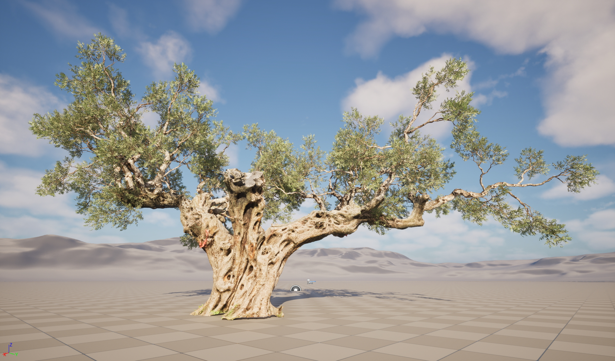 Scanned Olea Europaea Common Olive 19 Highpoly Lowpoly 3D Model