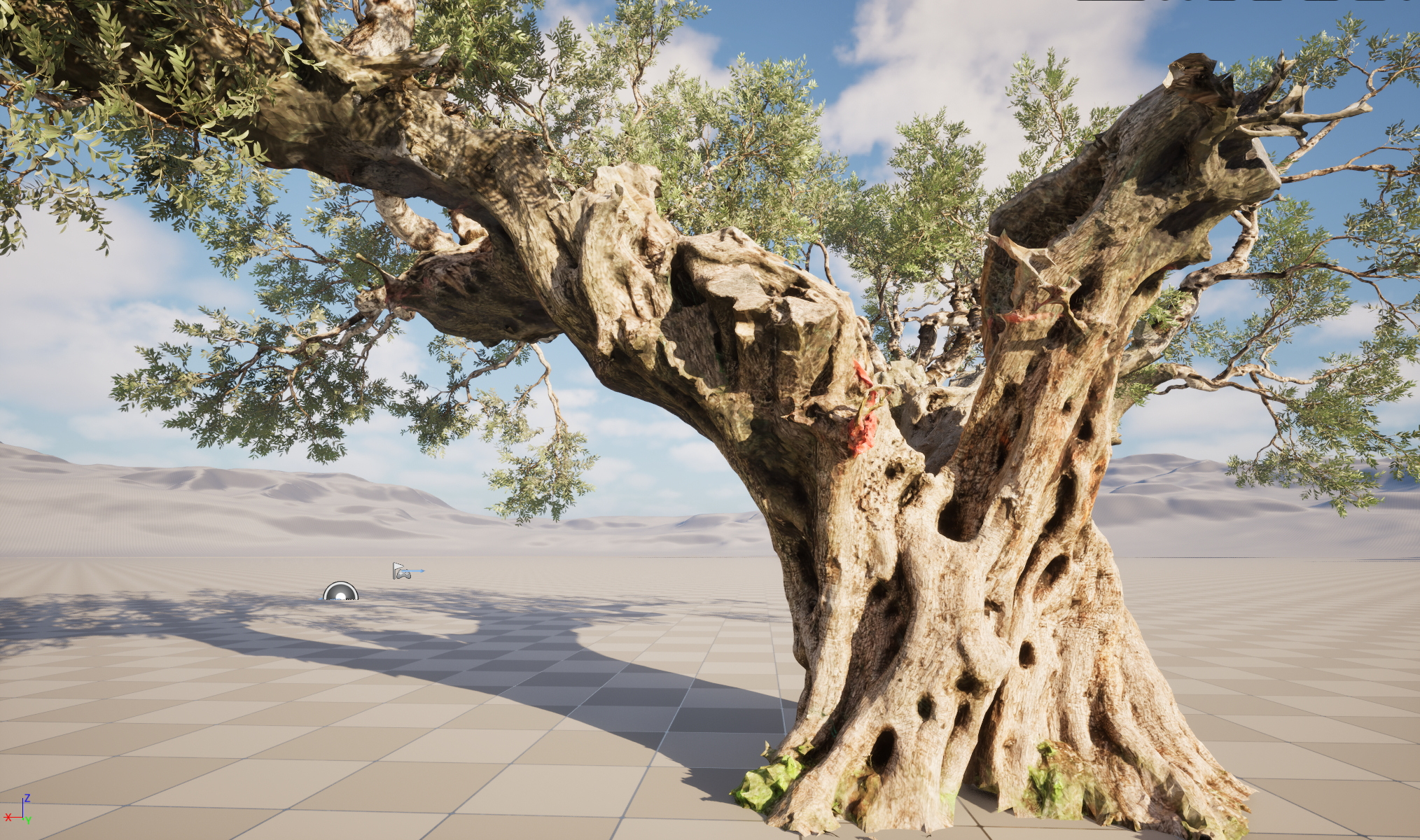 Scanned Olea Europaea Common Olive 19 Highpoly Lowpoly 3D Model