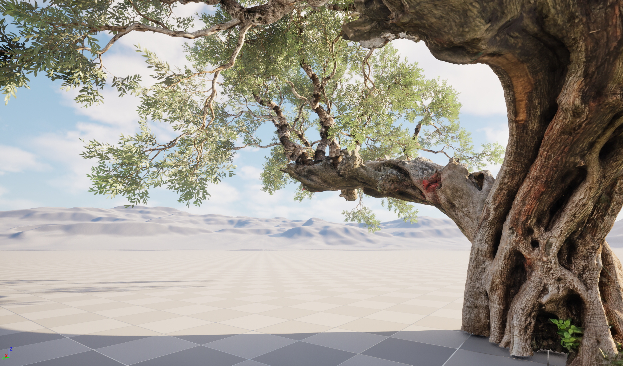 Scanned Olea Europaea Common Olive 19 Highpoly Lowpoly 3D Model