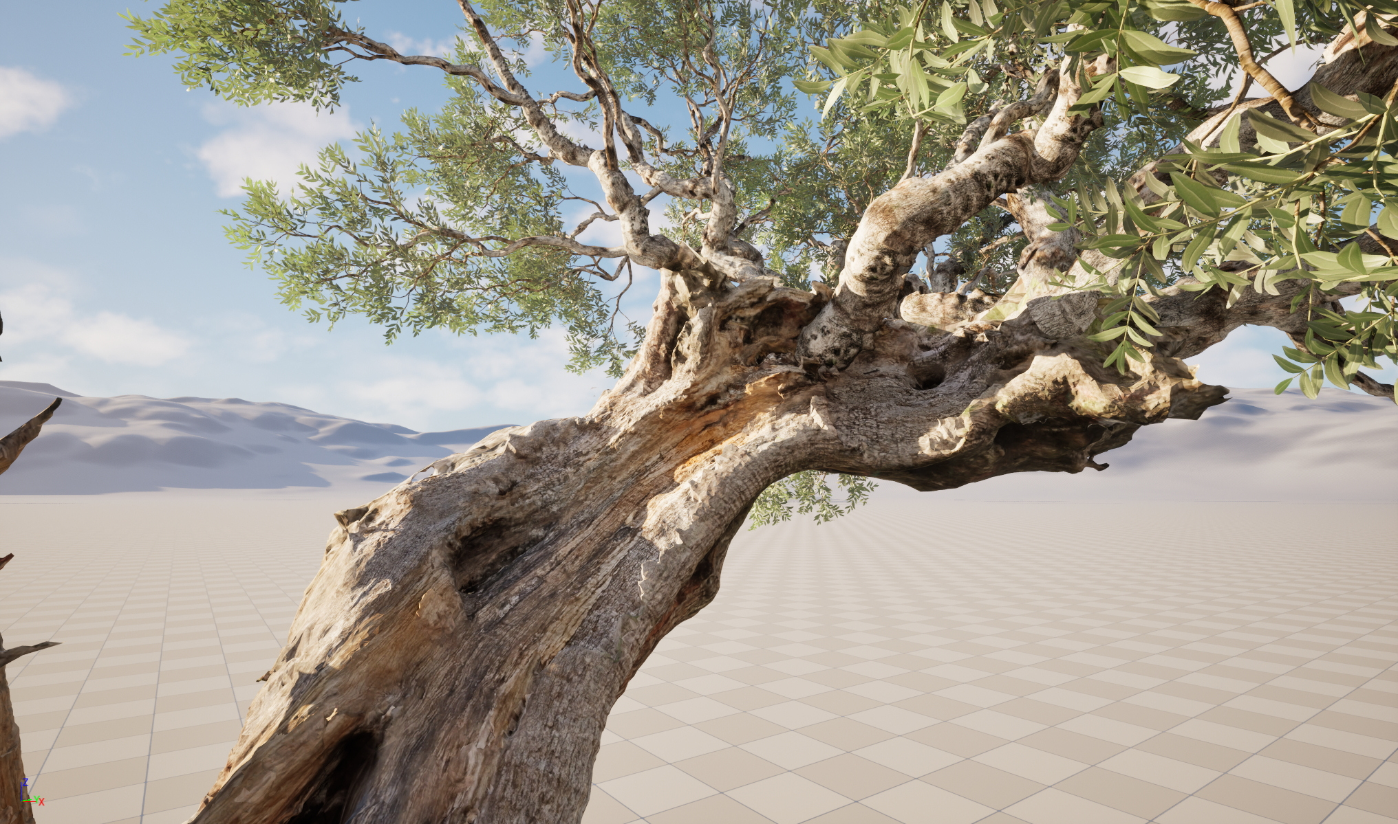 Scanned Olea Europaea Common Olive 19 Highpoly Lowpoly 3D Model