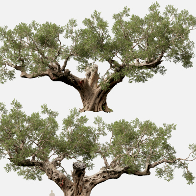 Scanned Olea Europaea Common Olive 19 Highpoly Lowpoly