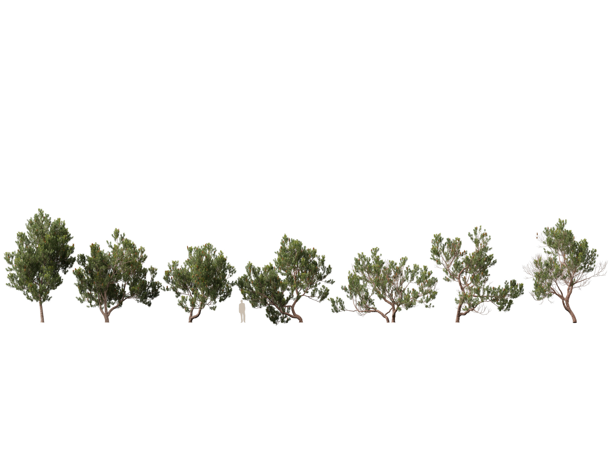 Banksia Serrata Old Man Banksia High Low-Poly 3D Model