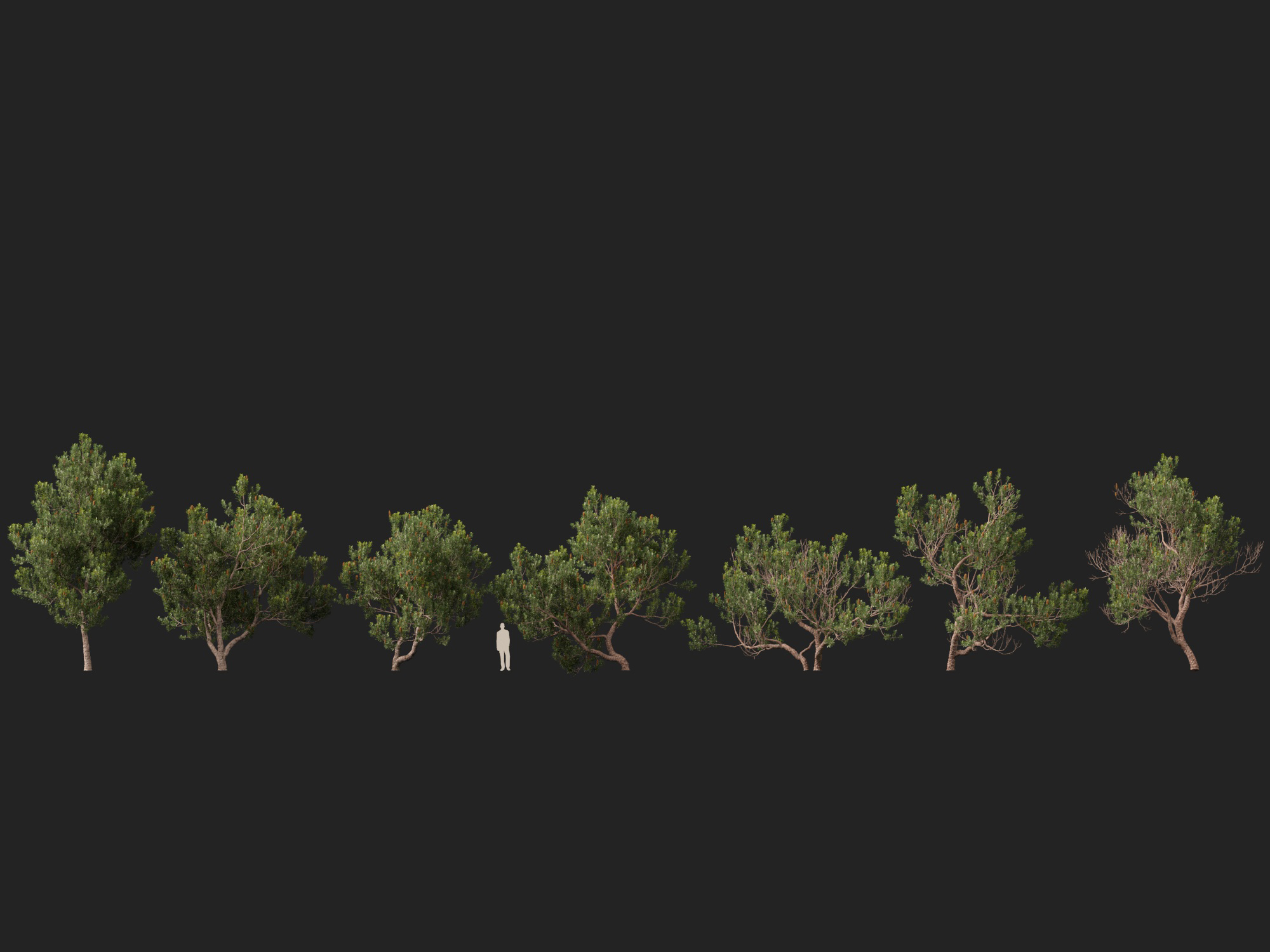 Banksia Serrata Old Man Banksia High Low-Poly 3D Model