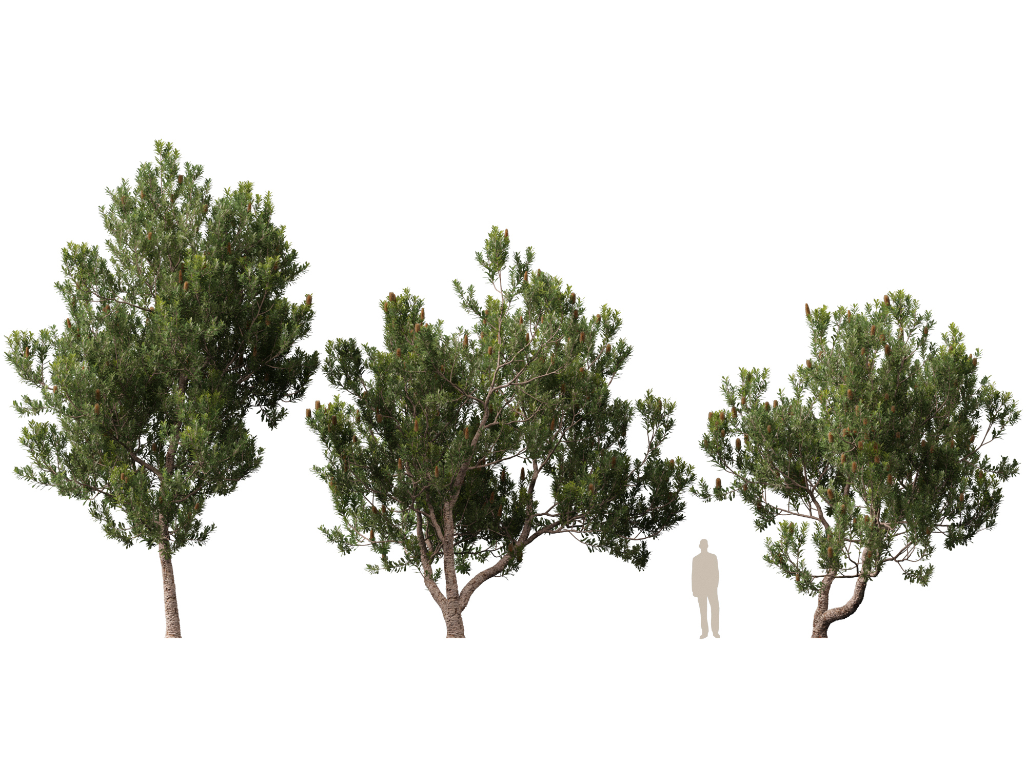 Banksia Serrata Old Man Banksia High Low-Poly 3D Model