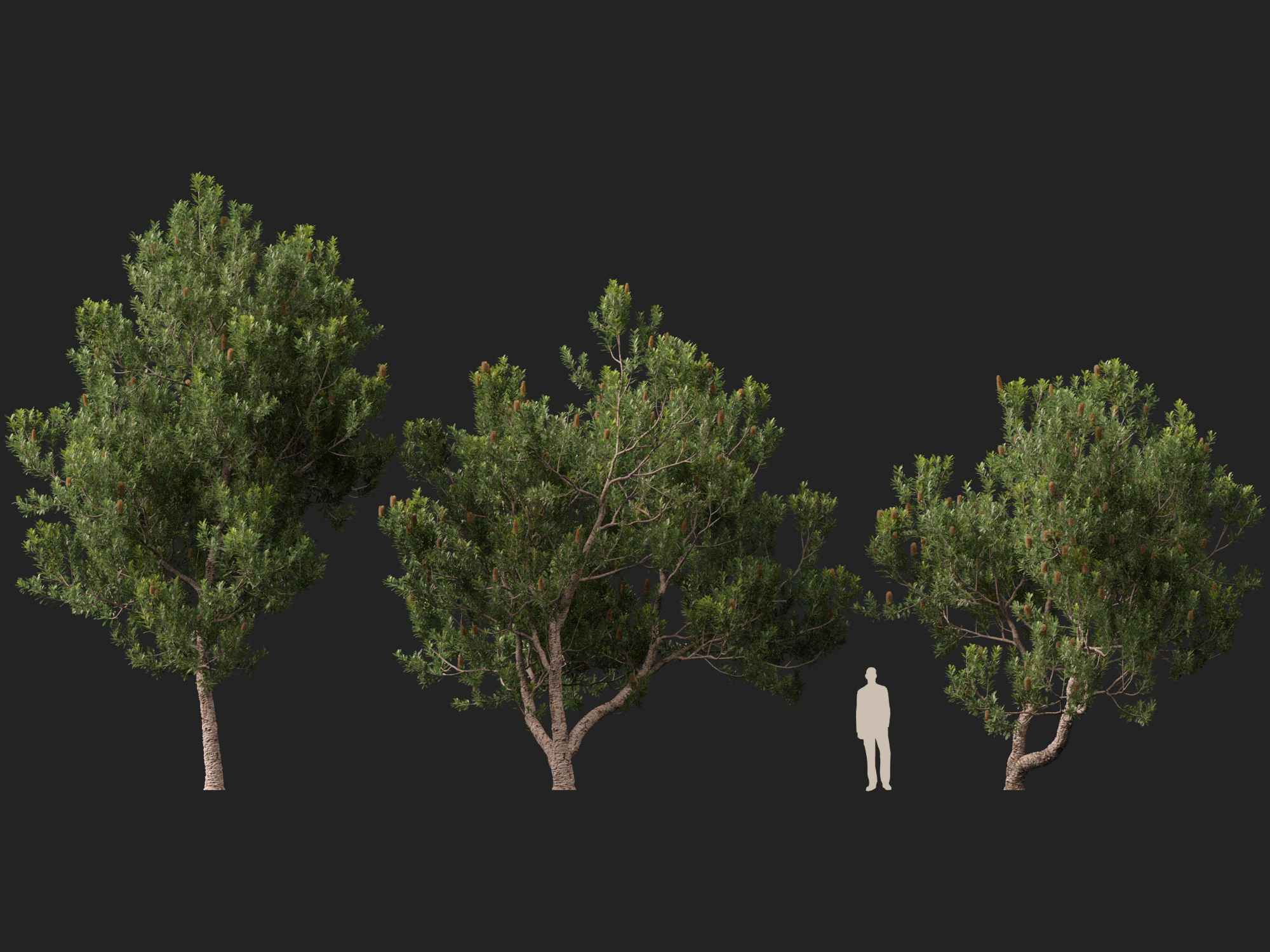 Banksia Serrata Old Man Banksia High Low-Poly 3D Model