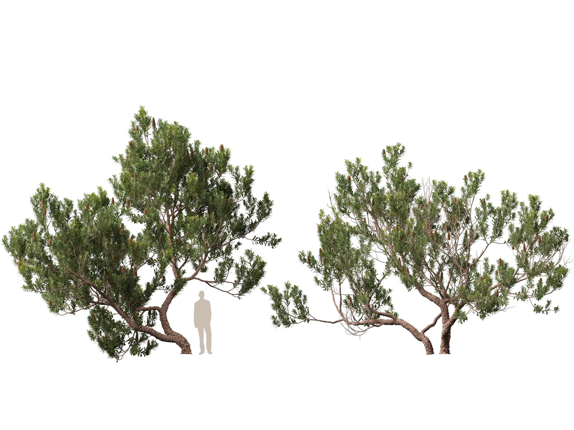 Banksia Serrata Old Man Banksia High Low-Poly 3D Model