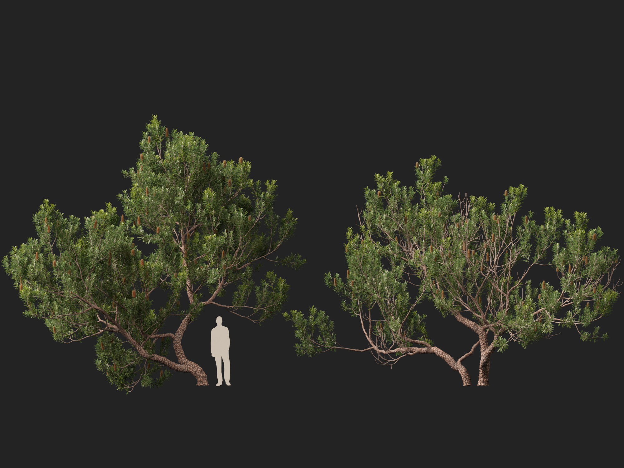 Banksia Serrata Old Man Banksia High Low-Poly 3D Model