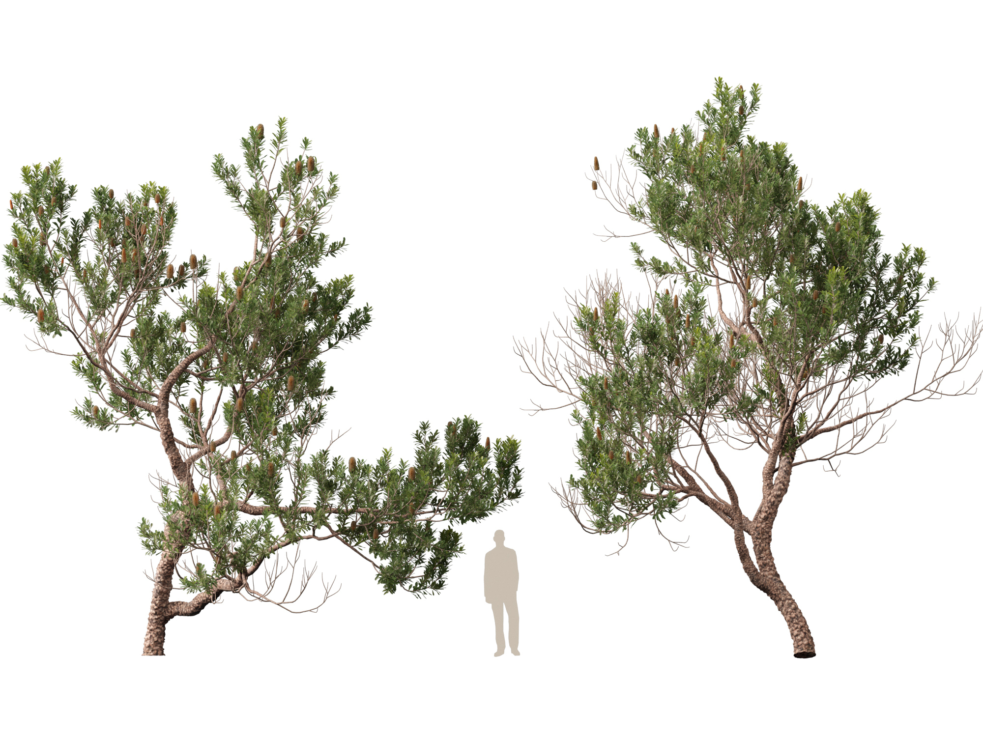 Banksia Serrata Old Man Banksia High Low-Poly 3D Model