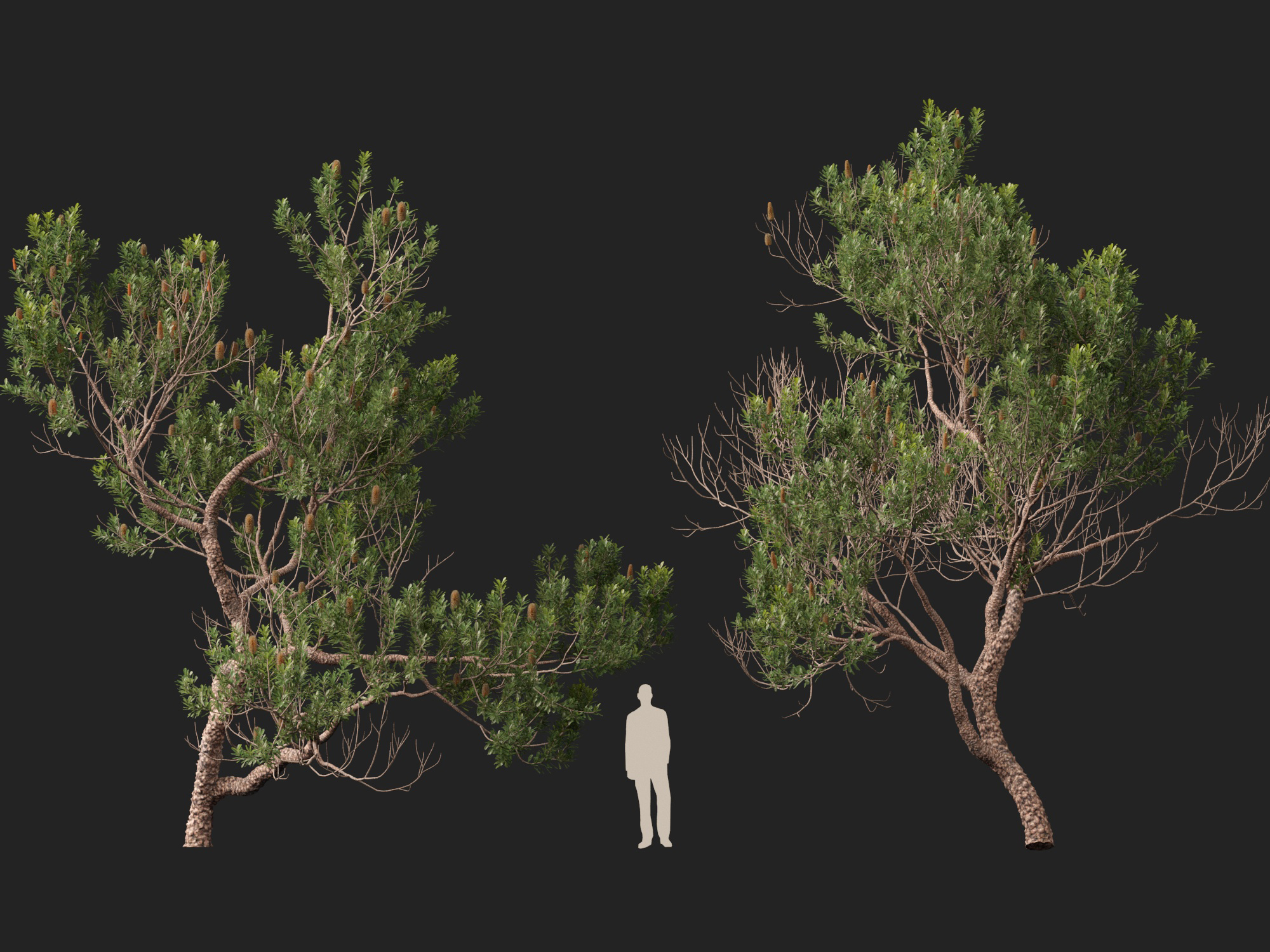 Banksia Serrata Old Man Banksia High Low-Poly 3D Model
