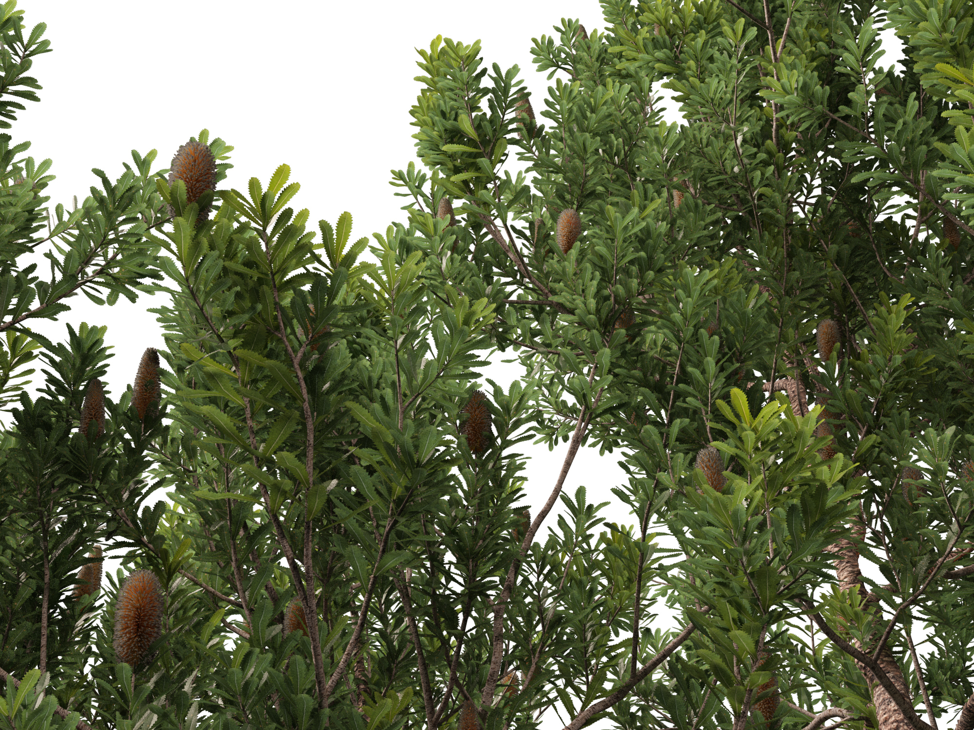 Banksia Serrata Old Man Banksia High Low-Poly 3D Model