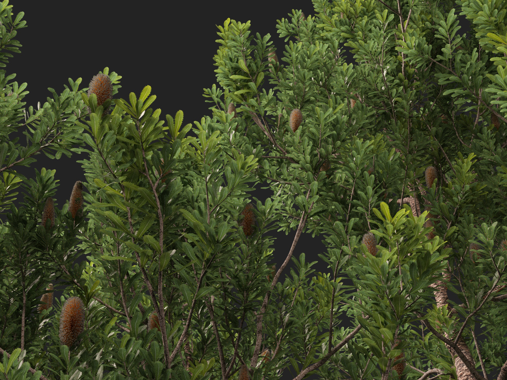Banksia Serrata Old Man Banksia High Low-Poly 3D Model