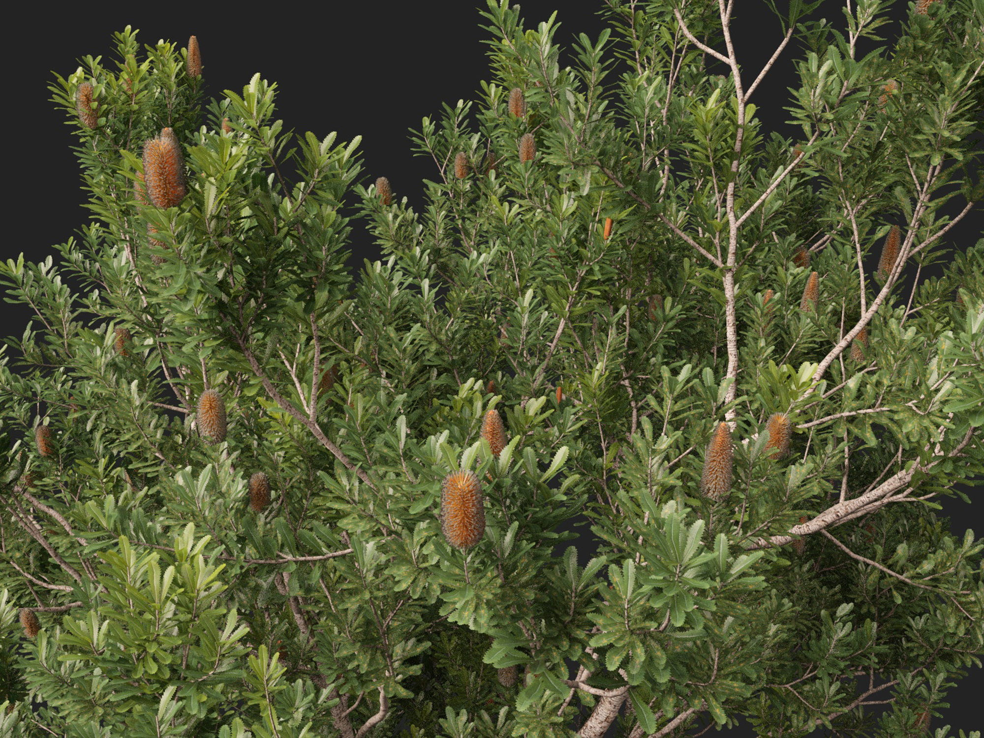 Banksia Serrata Old Man Banksia High Low-Poly 3D Model