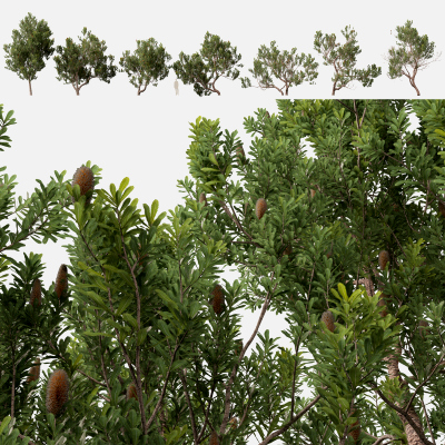 Banksia Serrata Old Man Banksia High Low-Poly