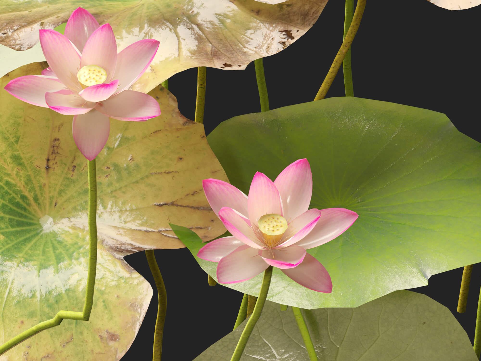 HighpolyLow Poly Nelumbo - Sacred Lotus 03 3D Model