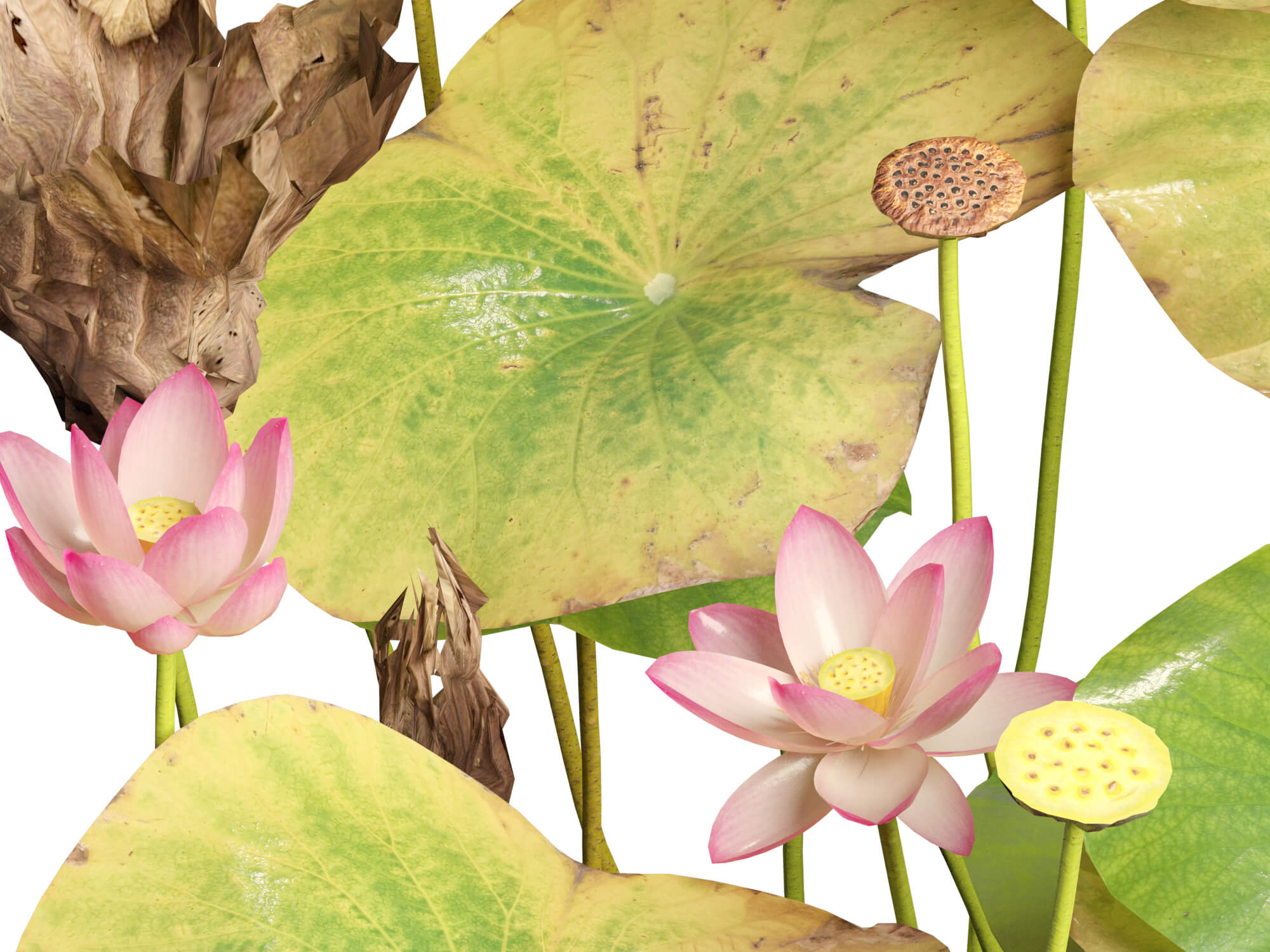 HighpolyLow Poly Nelumbo - Sacred Lotus 03 3D Model