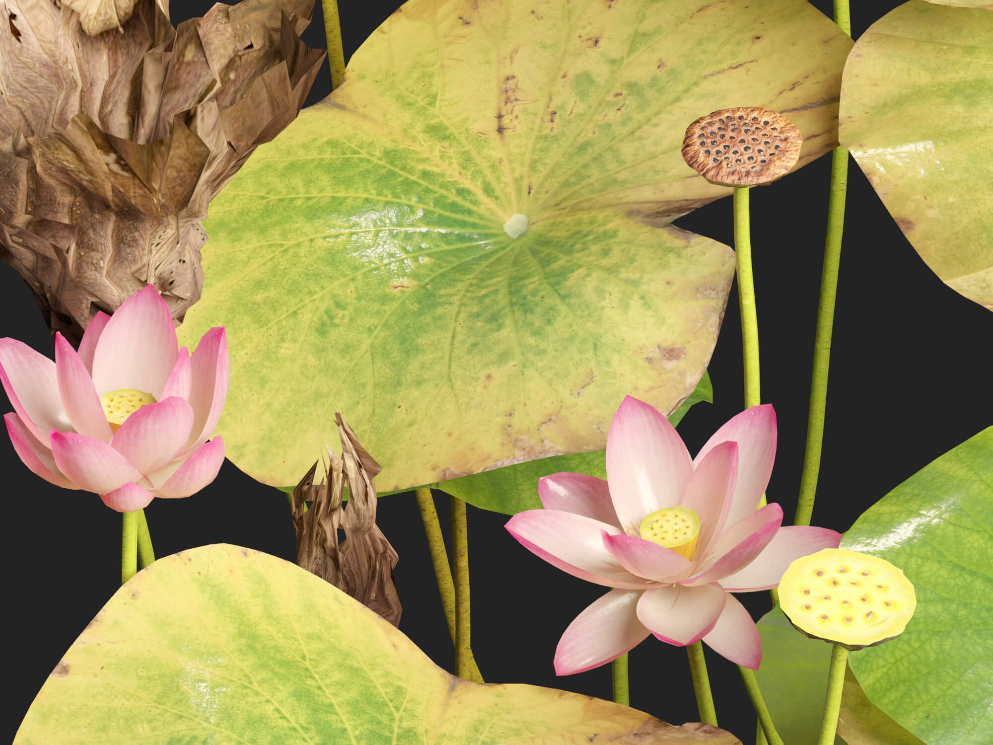 HighpolyLow Poly Nelumbo - Sacred Lotus 03 3D Model