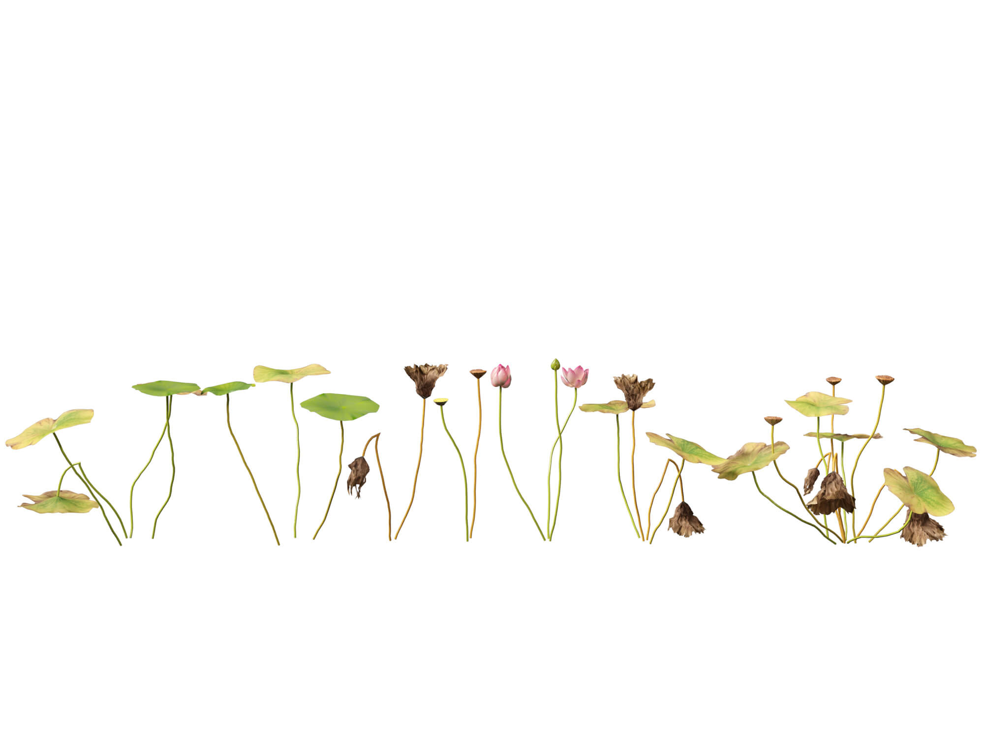 HighpolyLow Poly Nelumbo - Sacred Lotus 03 3D Model