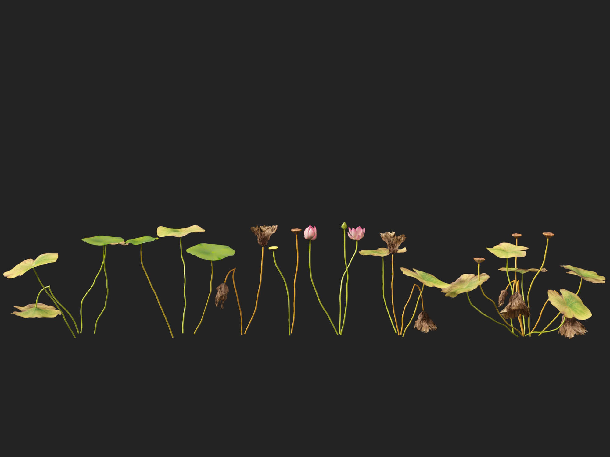 HighpolyLow Poly Nelumbo - Sacred Lotus 03 3D Model