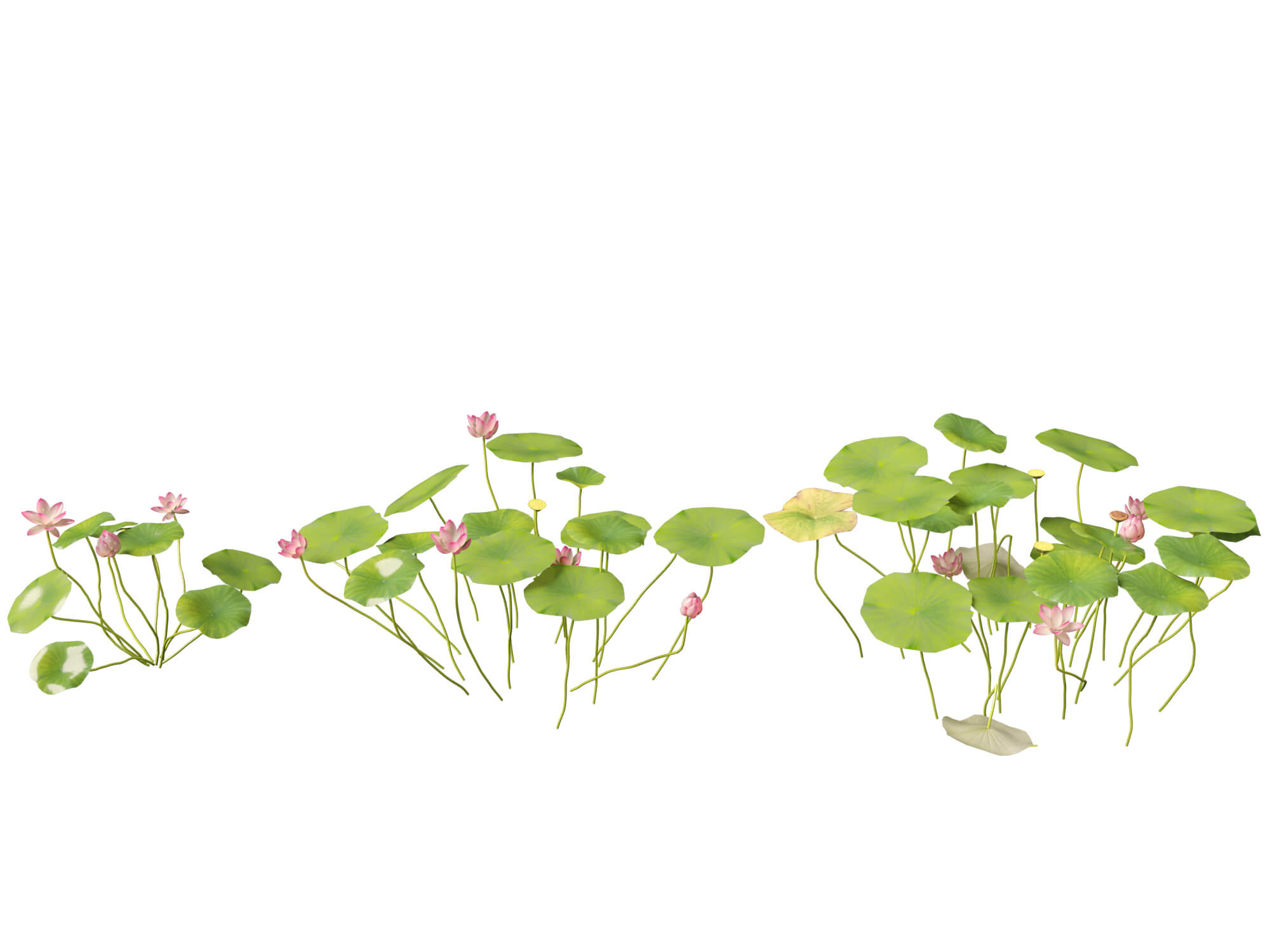 HighpolyLow Poly Nelumbo - Sacred Lotus 03 3D Model