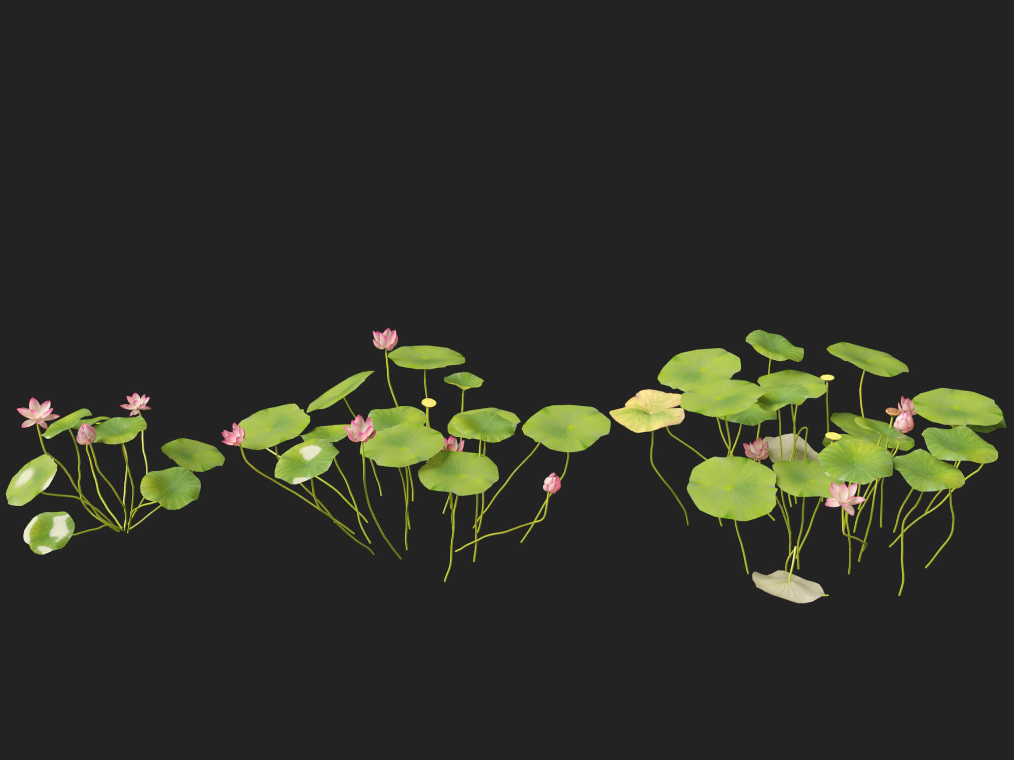 HighpolyLow Poly Nelumbo - Sacred Lotus 03 3D Model