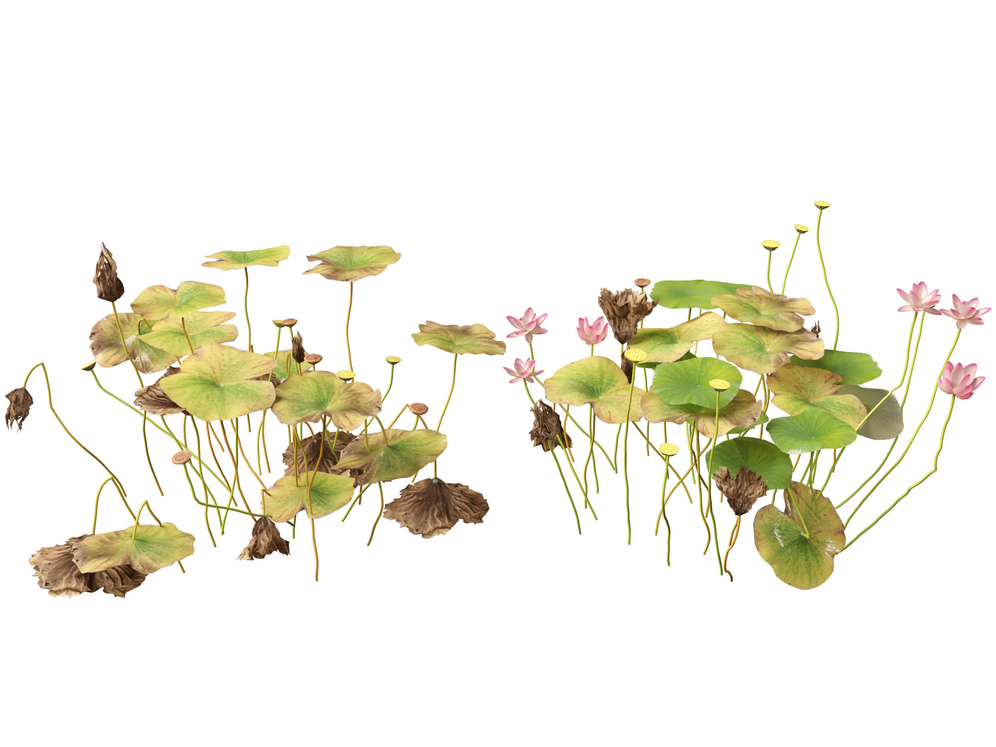 HighpolyLow Poly Nelumbo - Sacred Lotus 03 3D Model