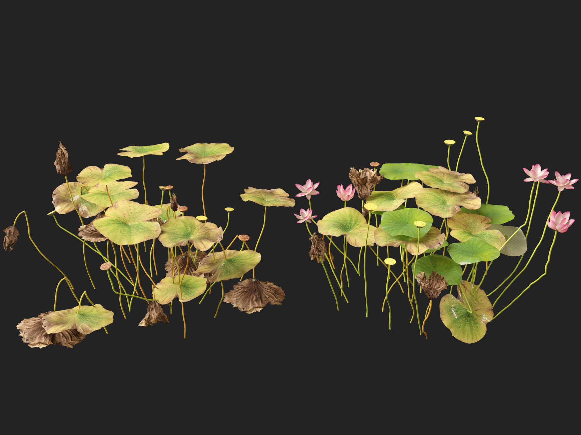 HighpolyLow Poly Nelumbo - Sacred Lotus 03 3D Model